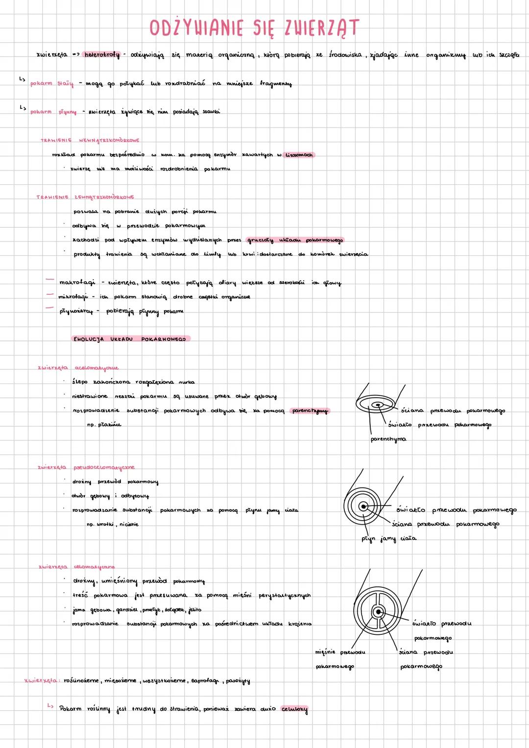 # ODZYWIANIE SIĘ ZWIERZĄT
zwierzęta heterotroły odżywiają się materią organiczną, którą pobierają ze środowiska, zjadając inne organizmy wo