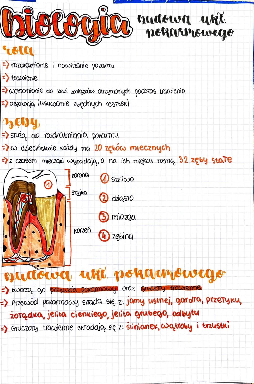 biologica
sudowa unt
pokarmowego
rota
=> rozdrabnianie i nawilżanie pokarmu
=> trawienie
wchłanianie do krwi związków otrzymanych podczas tr
