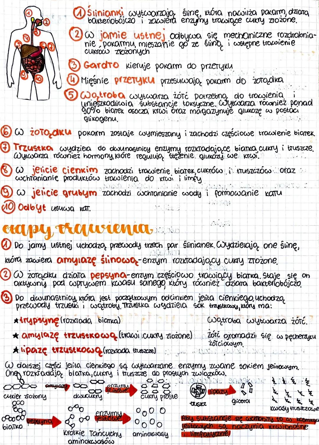 biologica
sudowa unt
pokarmowego
rota
=> rozdrabnianie i nawilżanie pokarmu
=> trawienie
wchłanianie do krwi związków otrzymanych podczas tr