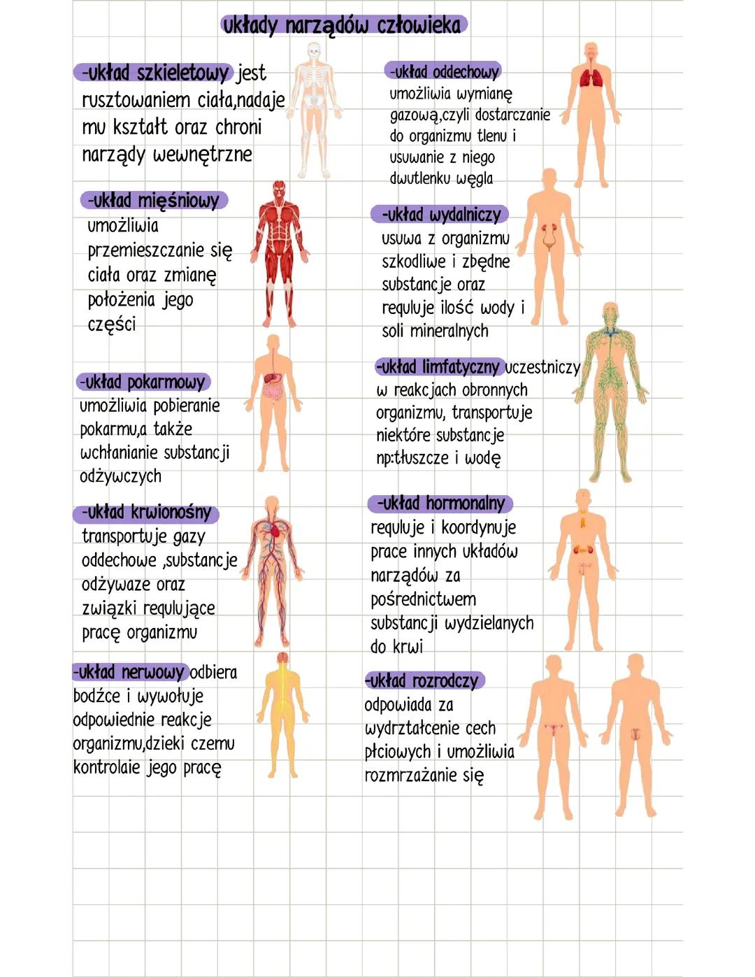 Układy w ciele człowieka