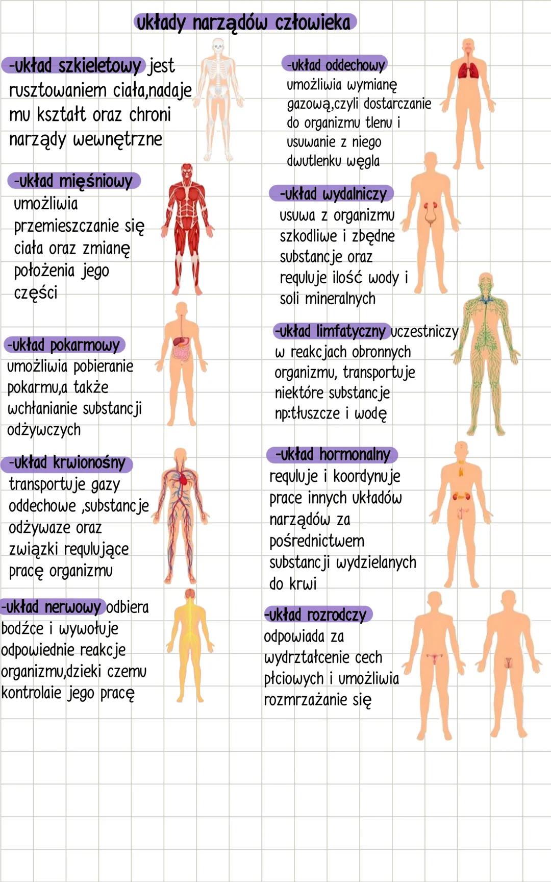 układy narządów człowieka
-układ szkieletowy jest
rusztowaniem ciała,nadaje
mu kształt oraz chroni
narządy wewnętrzne
-układ mięśniowy
umożl