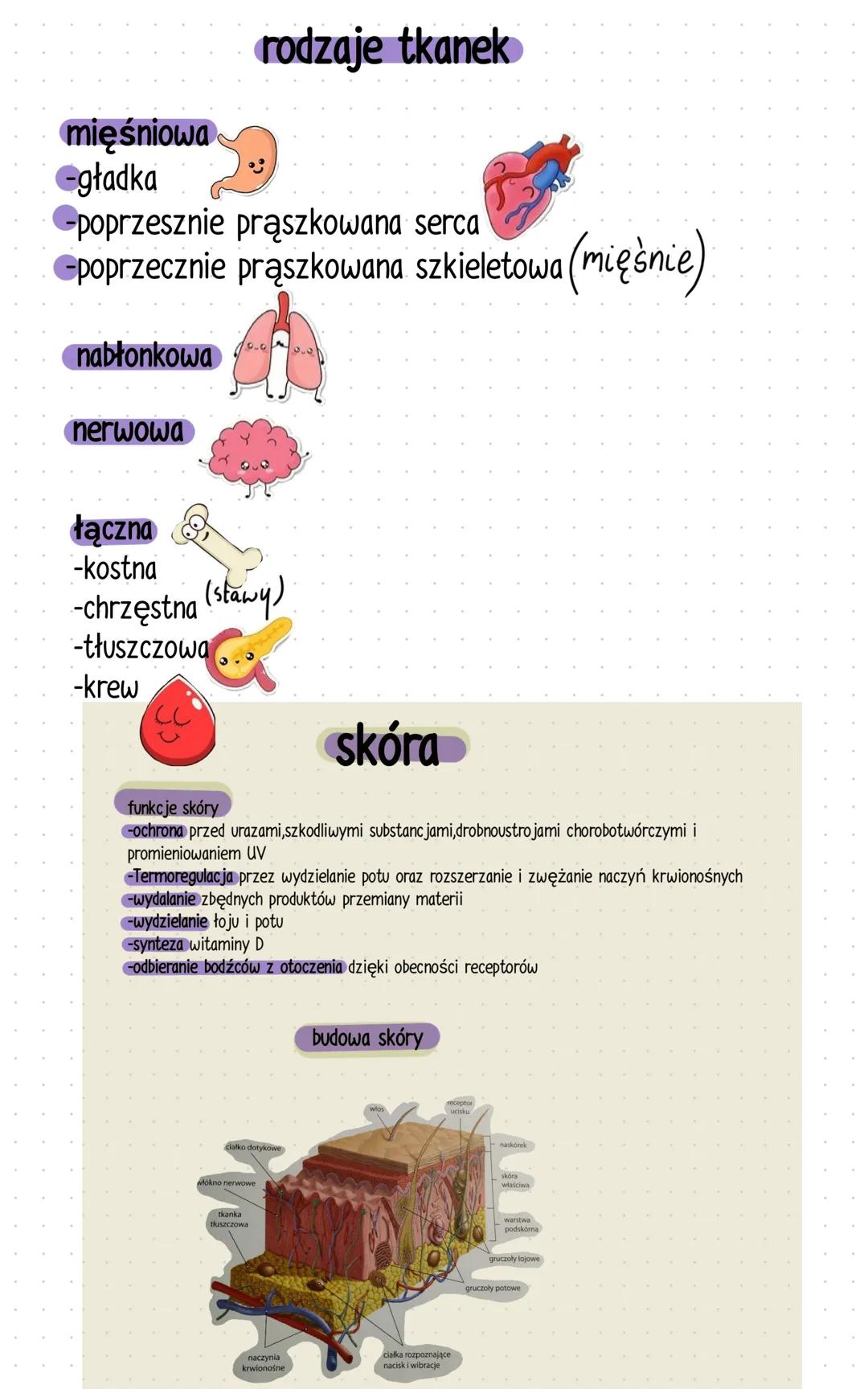 układy narządów człowieka
-układ szkieletowy jest
rusztowaniem ciała,nadaje
mu kształt oraz chroni
narządy wewnętrzne
-układ mięśniowy
umożl