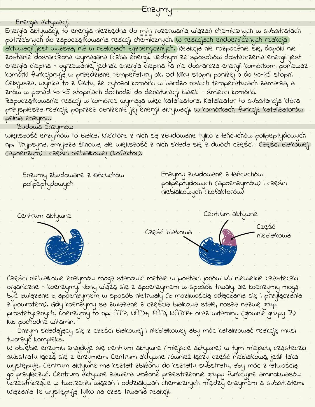 Enzymy - metabolizm rozszerzenie