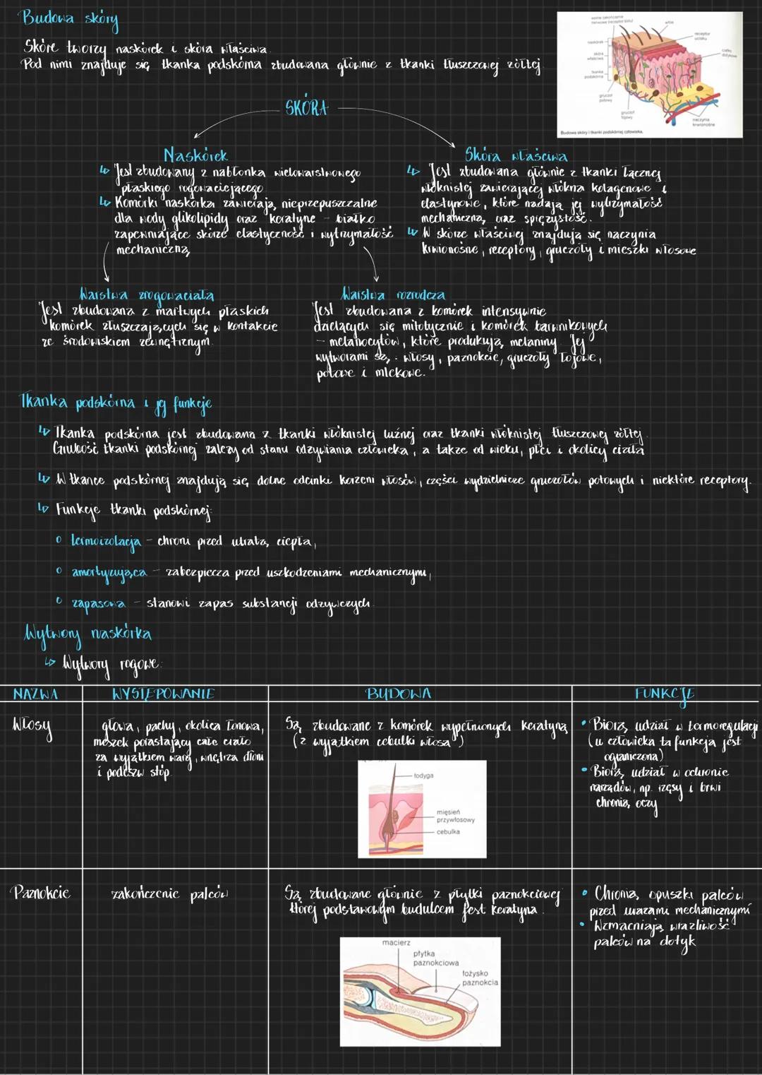 # Budowa skóry
Skóre tworzy naskórek i skóra właściwa
Pod nimi znajduje się tkanka podskóma zbudowana głownie z tkanki tłuszczonej zöttej