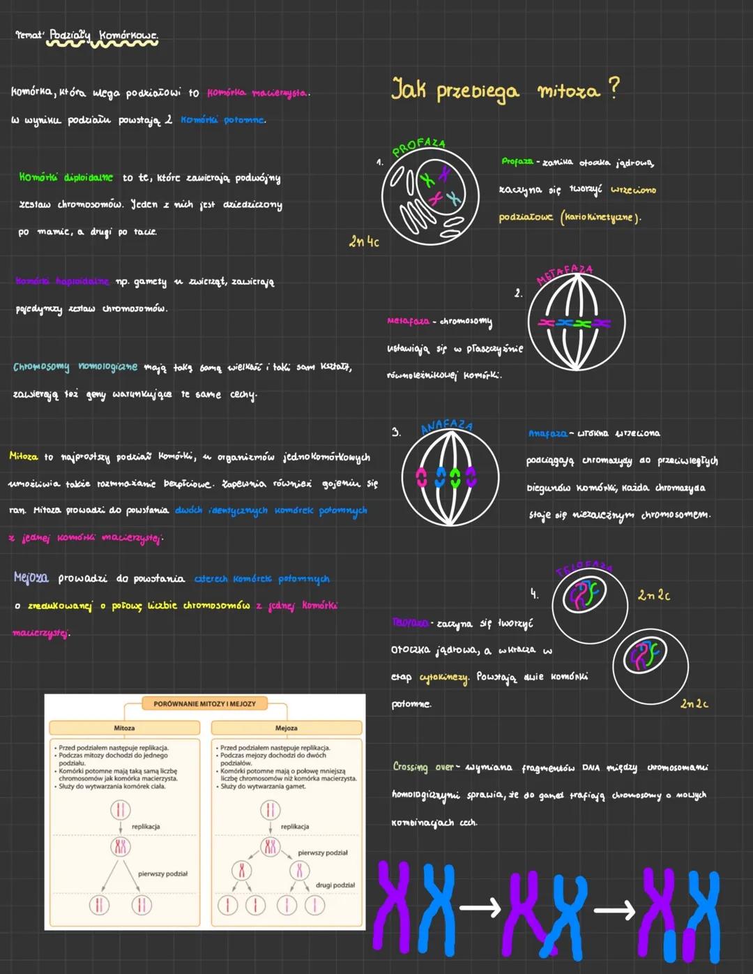 # Temat Podziały Komórkowe
Komórka, która mega podriałowi to Komórka maciernysta.
W wyniku podziału powstają 2 Komórki potomne.
Komórki di