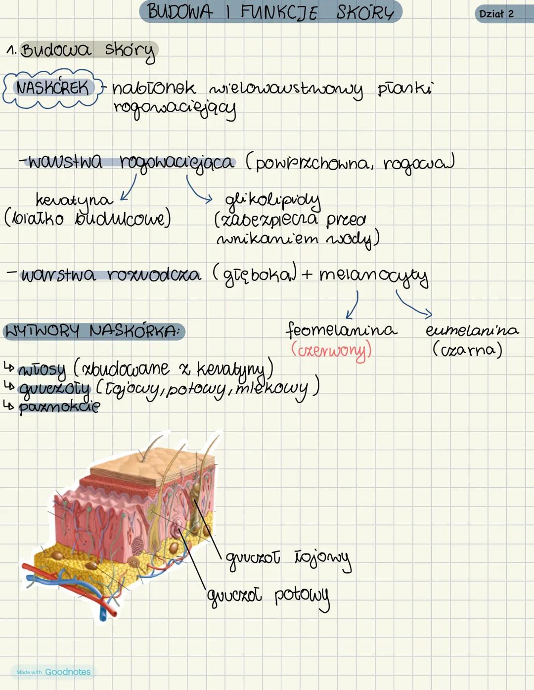 Budowa i funkcje naskórka