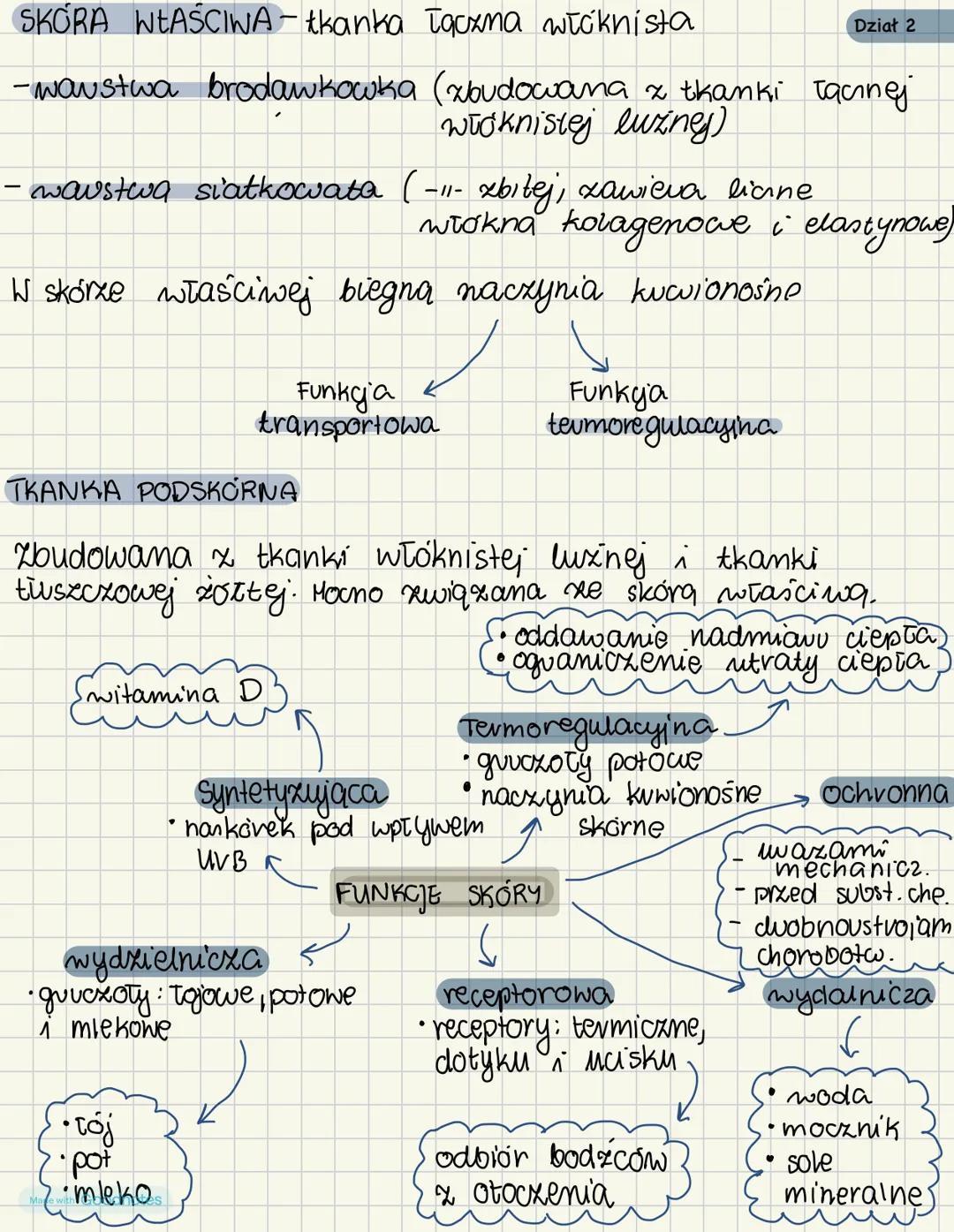 BUDOWA I FUNKCJE SKORY
Dział 2
1. Budowa skóry
NASKOREK nabłonek wielowawustwory płaski
подоласіејасу
-warstwa rogowaciejąca (powierzchowna,