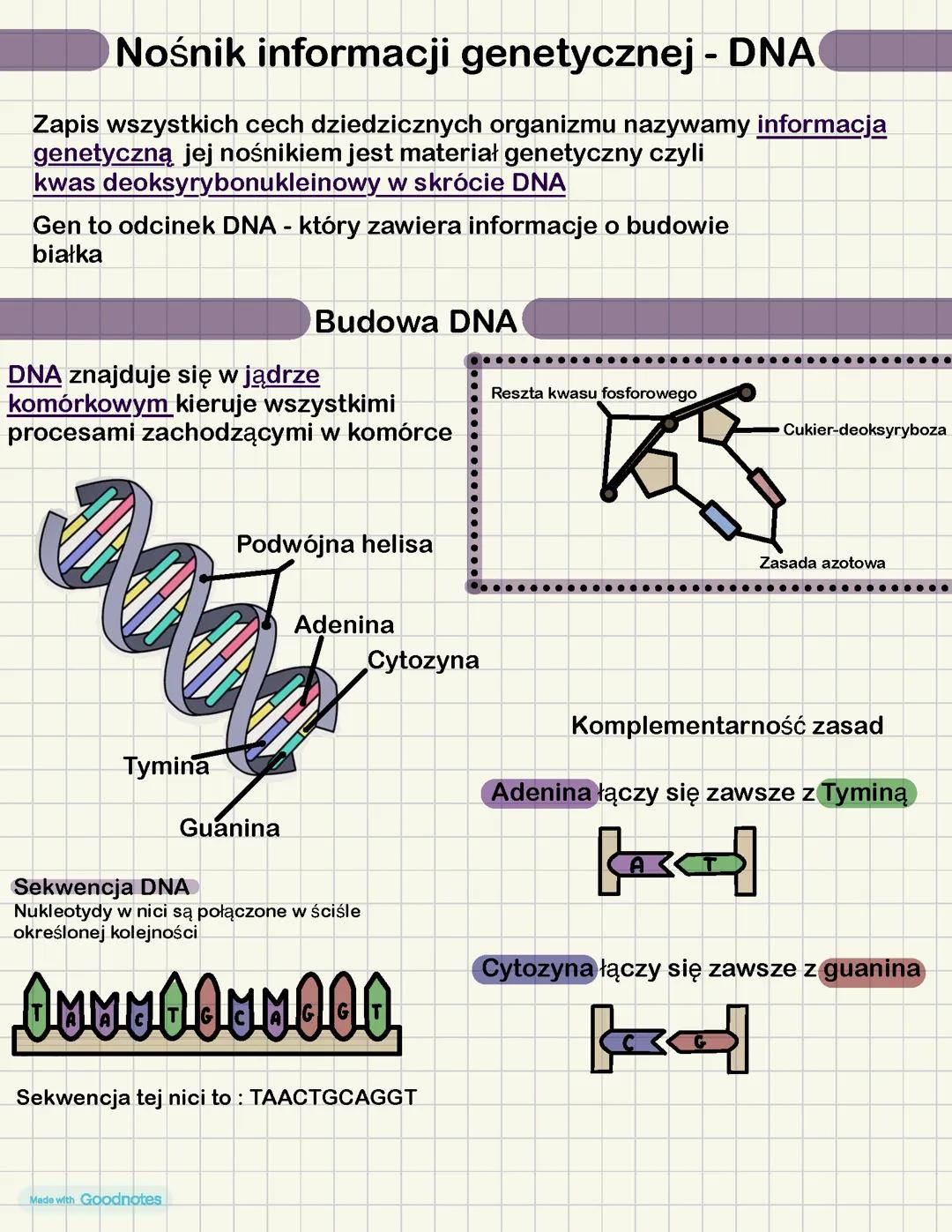 Nośnik informacji genetycznej - DNA