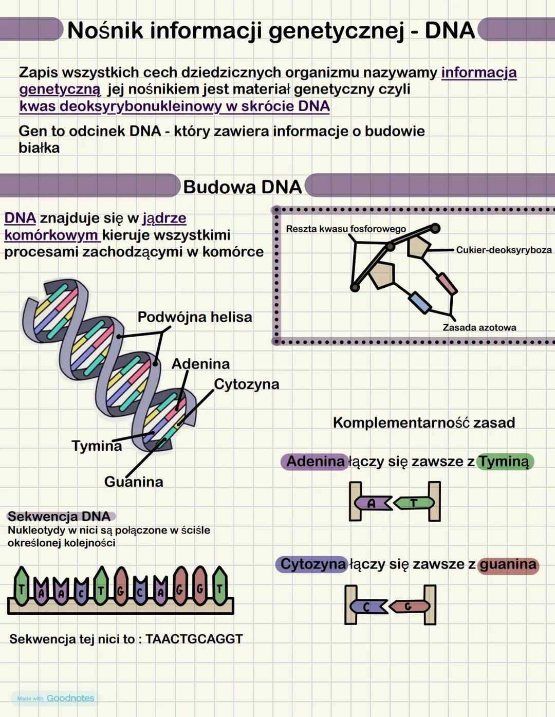 Nośnik informacji genetycznej - DNA
Zapis wszystkich cech dziedzicznych organizmu nazywamy informacja
genetyczną jej nośnikiem jest materiał
