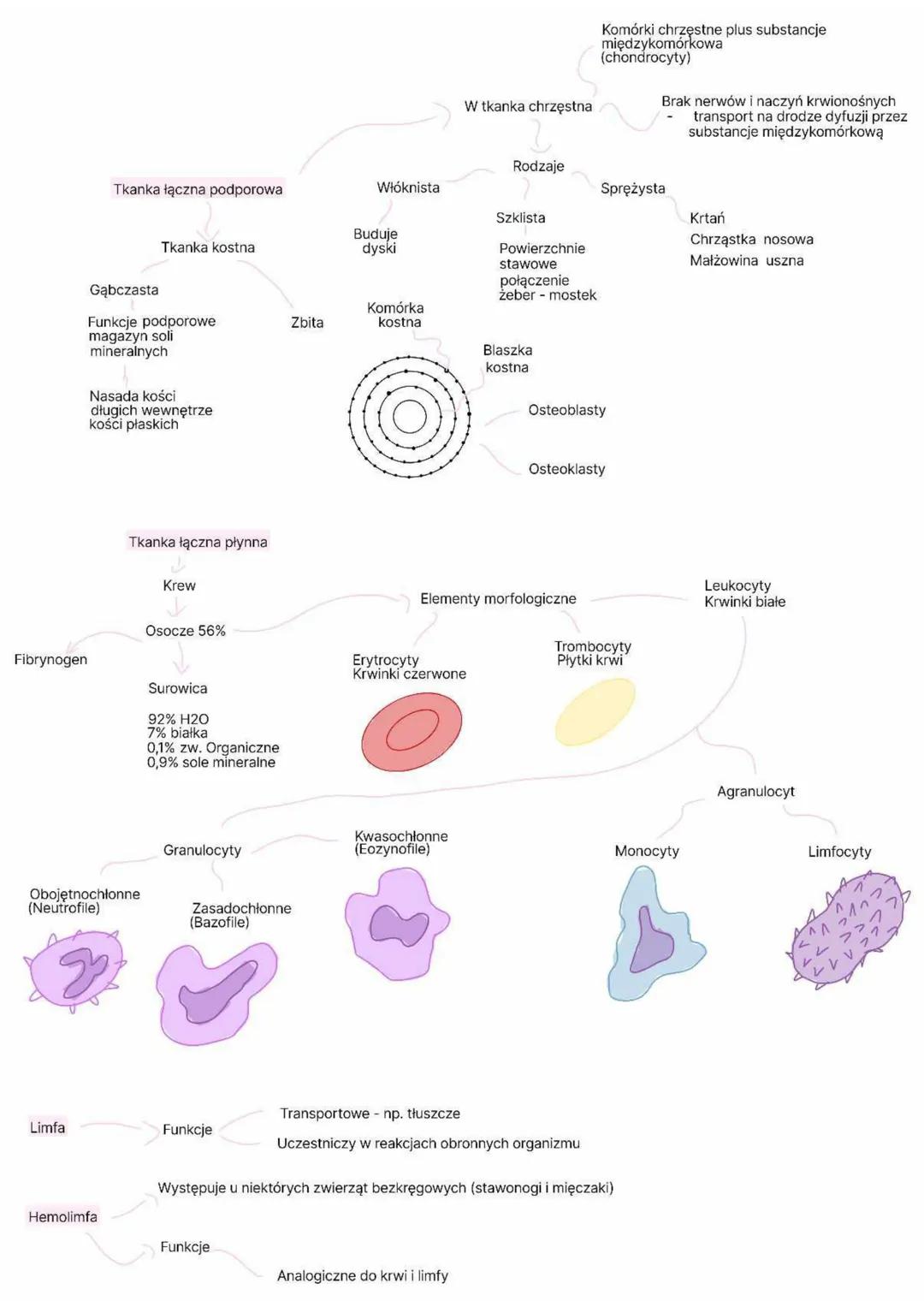 1.
Cechy
Tkanka łączna = komórki + sub. Międzykomórkowa
-luźno
ułożone
-wytwarzają
w
Sub. Podstawowa + włókna białkowe
- bezpostaciowy
sub.