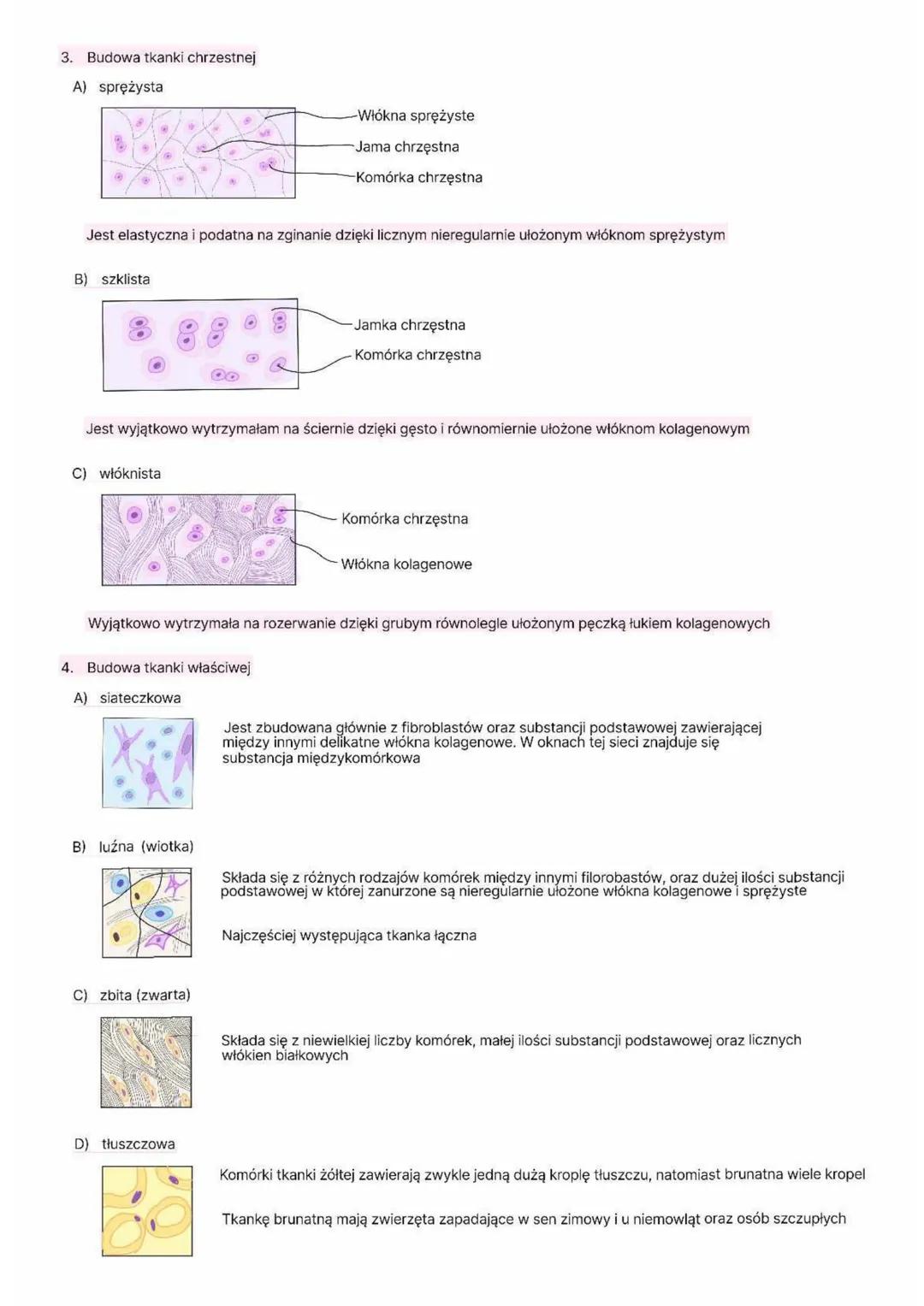 1.
Cechy
Tkanka łączna = komórki + sub. Międzykomórkowa
-luźno
ułożone
-wytwarzają
w
Sub. Podstawowa + włókna białkowe
- bezpostaciowy
sub.