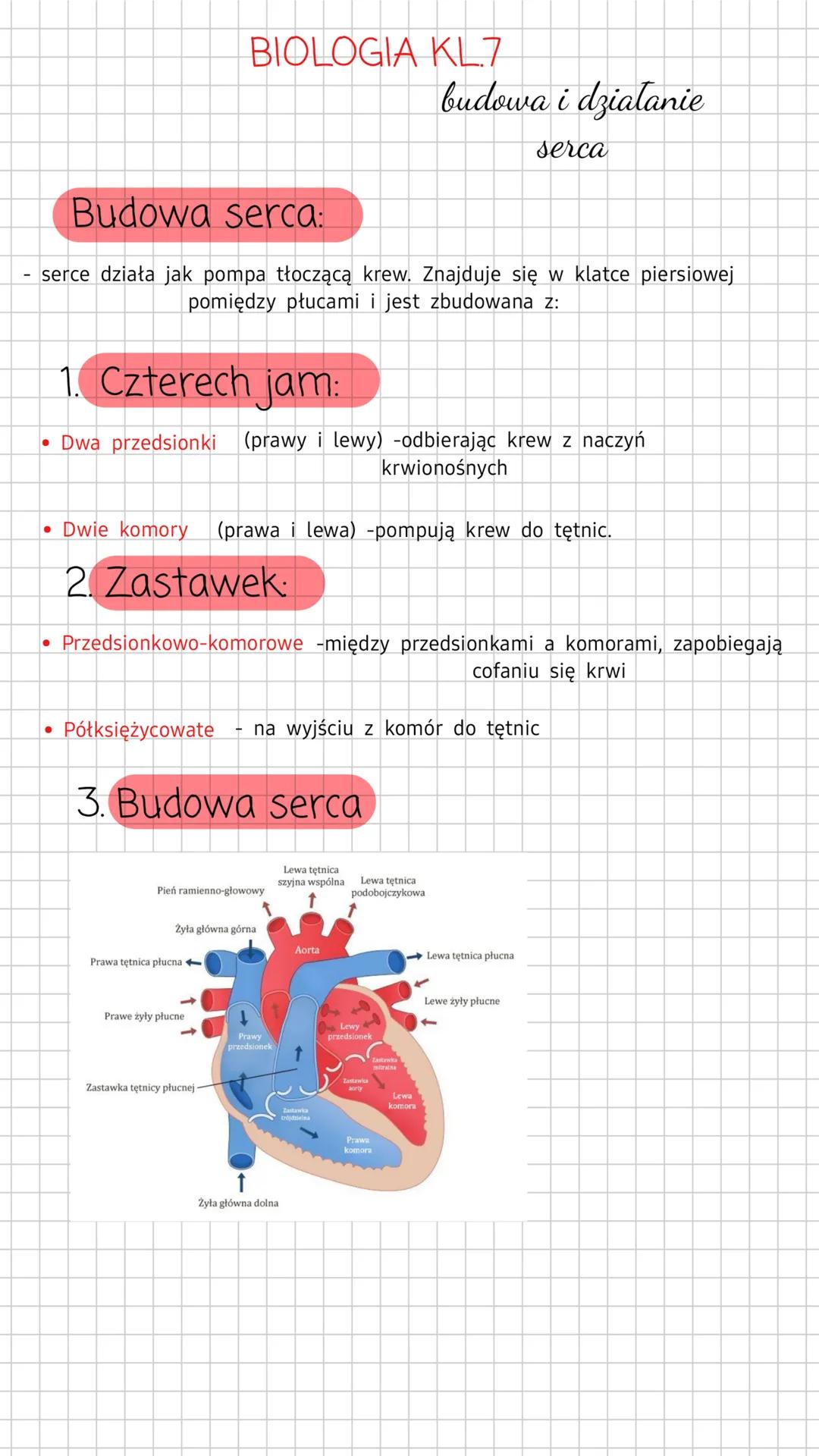 BIOLOGIA KL.7
budowa i działanie
serca
Budowa serca:
serce działa jak pompa tłoczącą krew. Znajduje się w klatce piersiowej
pomiędzy płucami