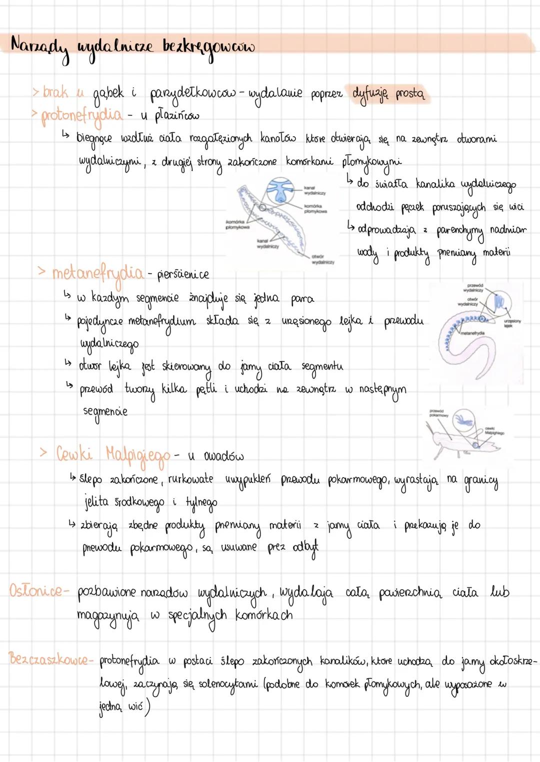 # Osmoregulaga i wydalanie u
zwierzęt
ORGANIZMY
Amoniołeliczne
- NH4+
- dużo wody do
dyspozycji
toksyczność
rozpuszczalność
w H₂O
kosat