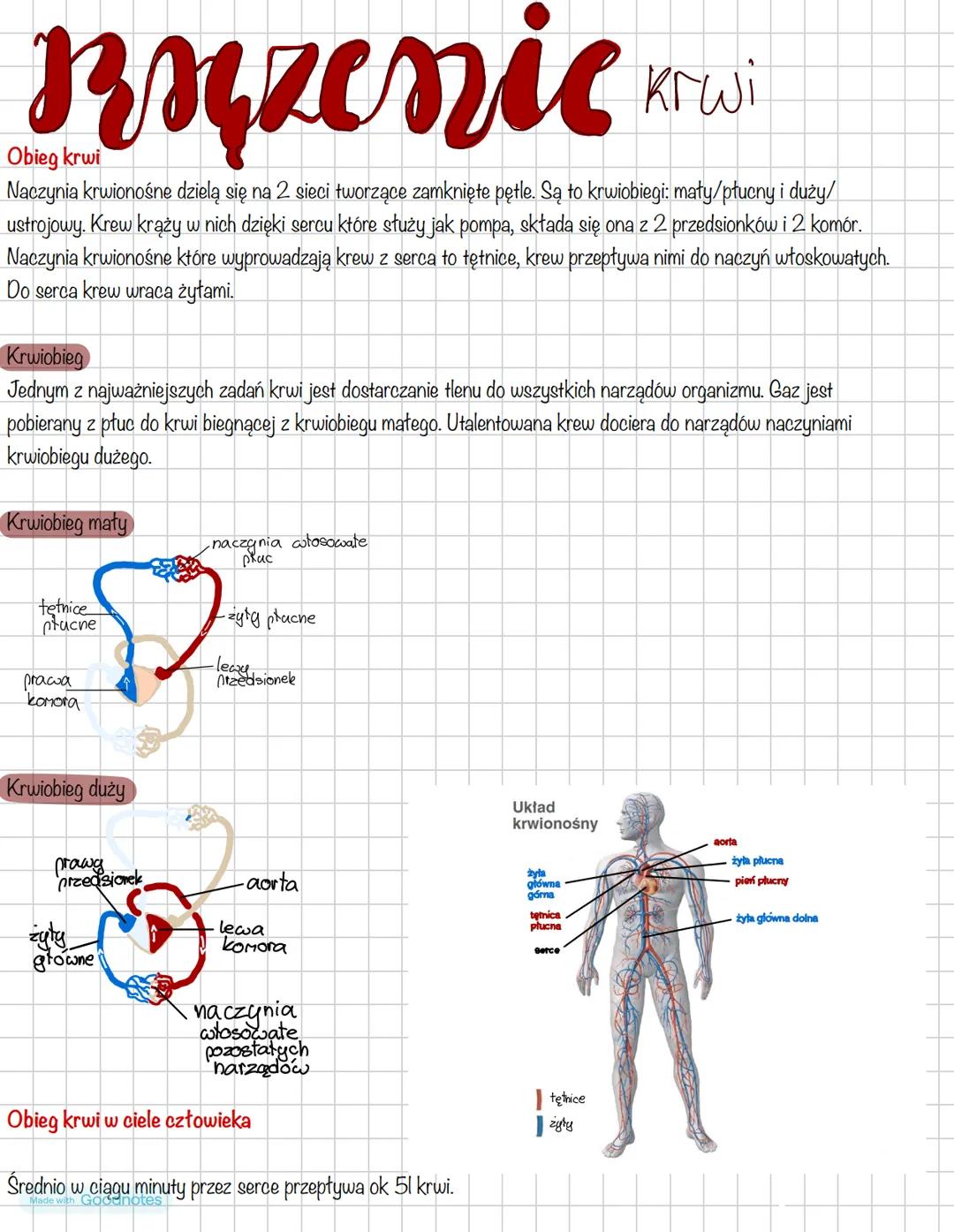 Buzenic K
Obieg krwi
Krwi
Naczynia krwionośne dzielą się na 2 sieci tworzące zamknięte pętle. Są to krwiobiegi: maty/płucny i duży/
ustrojow