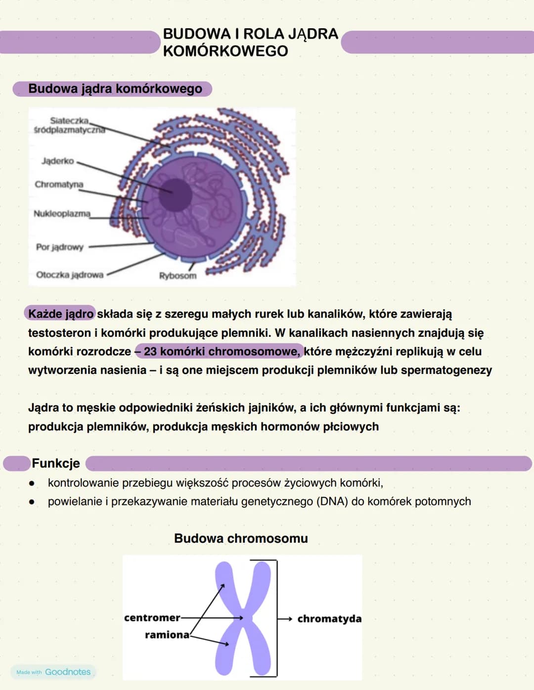 --- OCR Start ---
BUDOWA I ROLA JĄDRA
KOMÓRKOWEGO
Budowa jądra komórkowego
Siateczka
śródplazmatyczna
Jąderko
Chromatyna
Nukleoplazma
Por ją