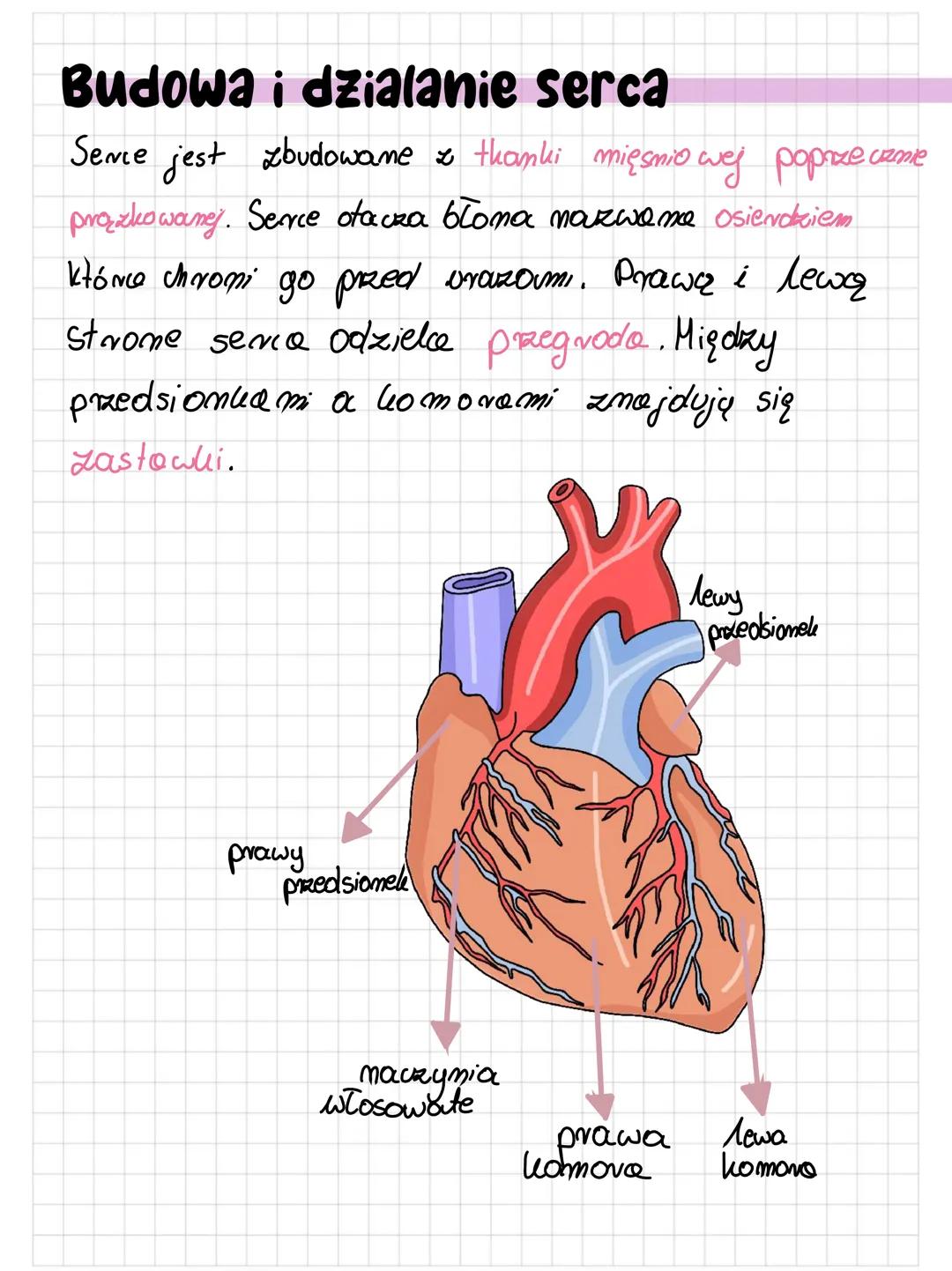 Budowa i dzialanie serca
Sence jest zbudowane z tkanki mięsniowej poprzecznie
prązkowanej. Serce otacza błona nazwana osierdziem
które chron