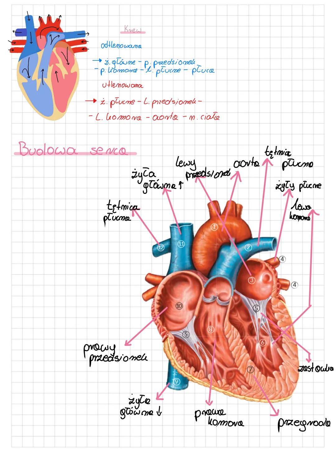 Budowa i dzialanie serca
Sence jest zbudowane z tkanki mięsniowej poprzecznie
prązkowanej. Serce otacza błona nazwana osierdziem
które chron
