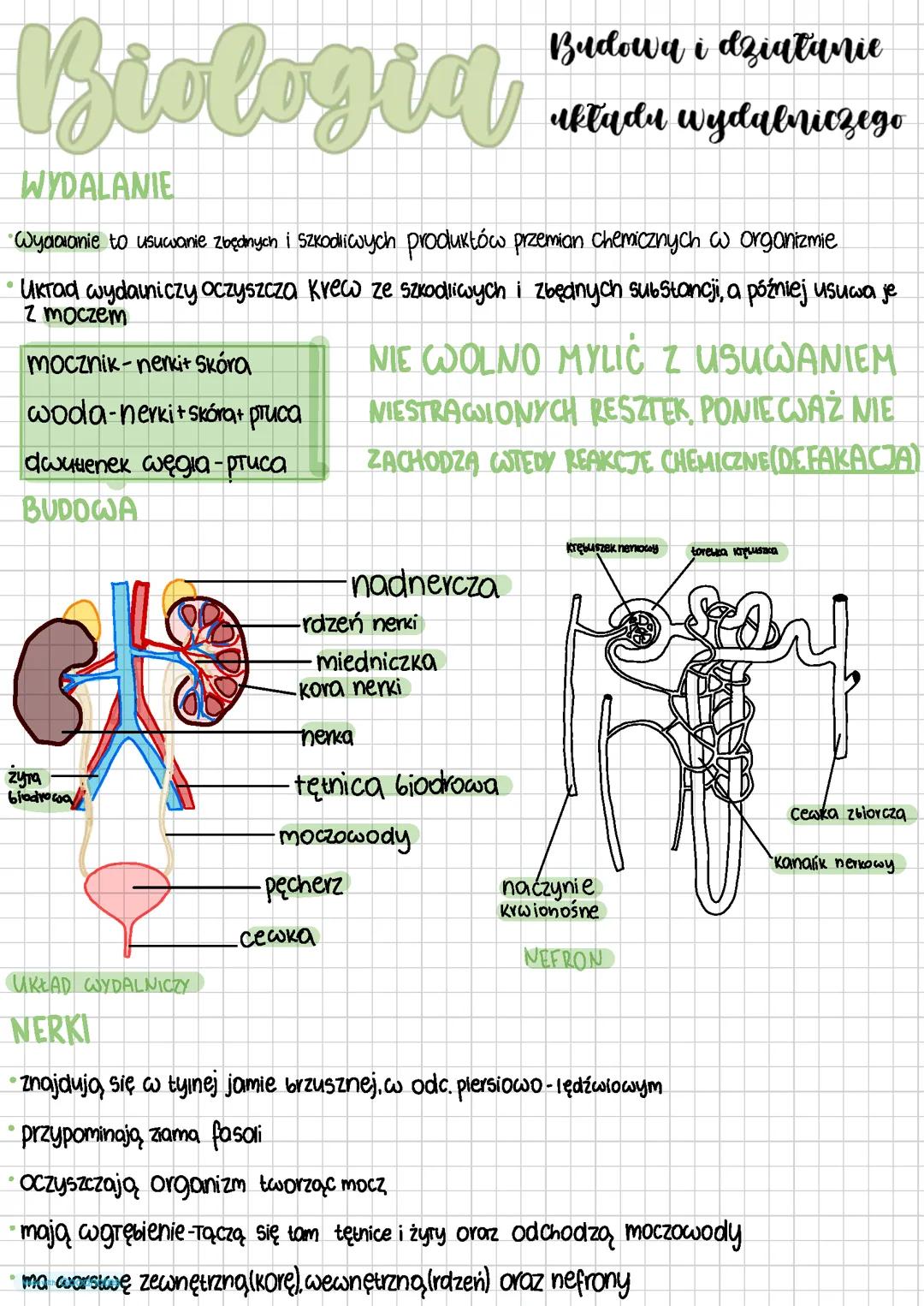 Budowa i działanie układu wydalniczego