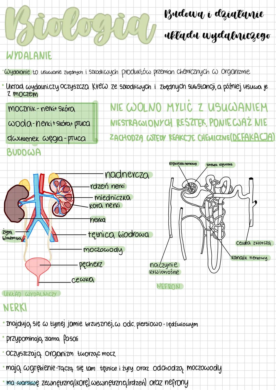 --- OCR Start ---
Biologia
WYDALANIE
Budowa i działanie
układu wydalniczego
Wydalanie to usuwanie zbędnych i szkodliwych produktów przemian