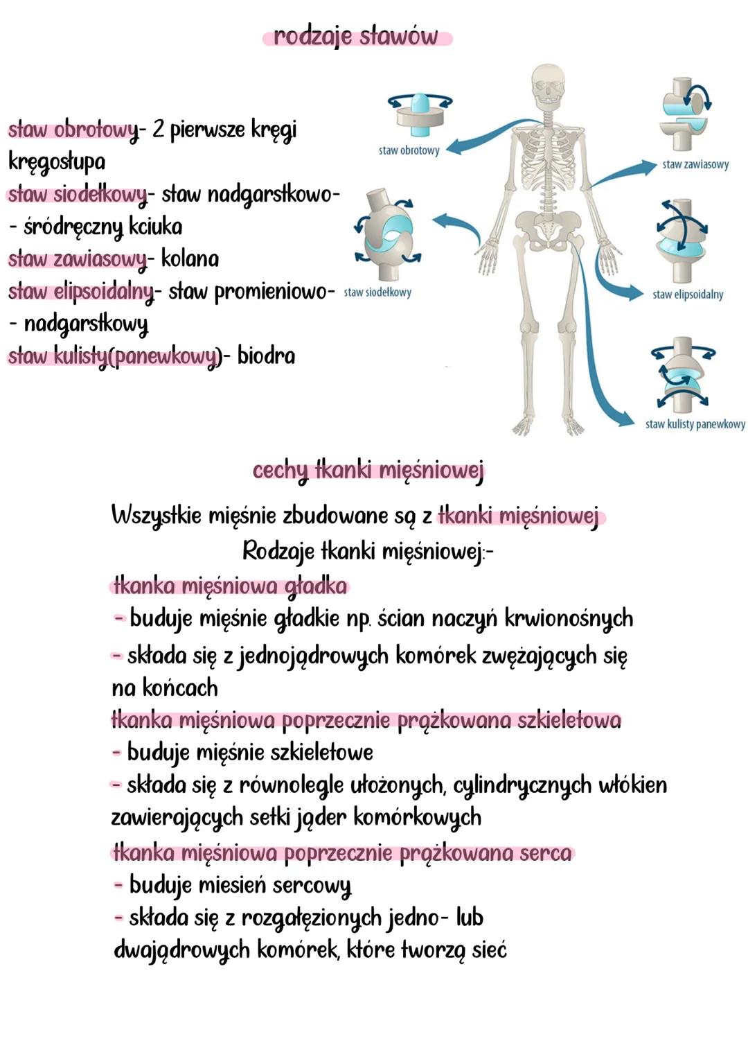 --- OCR Start ---
aparat RuCHU
Układy mięśniowy i szkieletowy, tworzą układ ruchu. Układ szkieletowy
stanowi bierną część, a układ mięśniowy