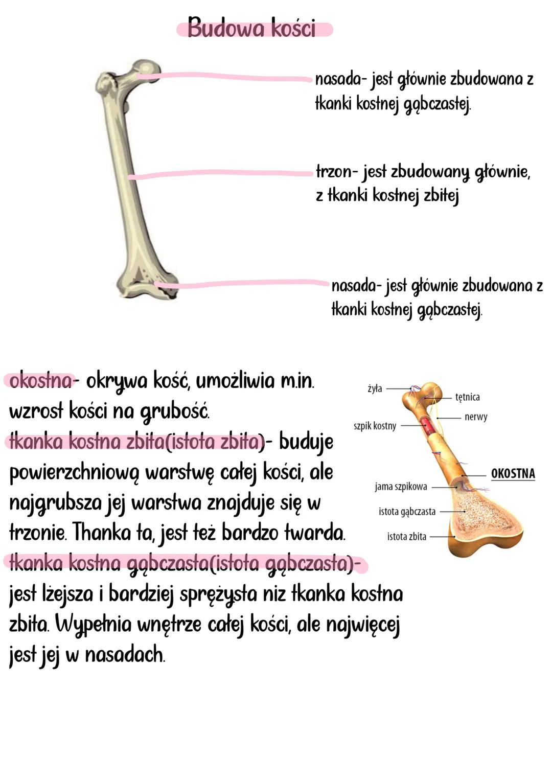 --- OCR Start ---
aparat RuCHU
Układy mięśniowy i szkieletowy, tworzą układ ruchu. Układ szkieletowy
stanowi bierną część, a układ mięśniowy