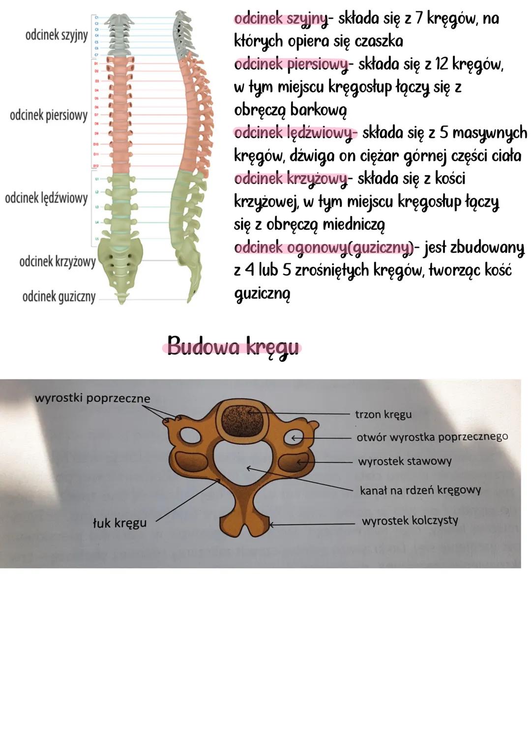 --- OCR Start ---
aparat RuCHU
Układy mięśniowy i szkieletowy, tworzą układ ruchu. Układ szkieletowy
stanowi bierną część, a układ mięśniowy