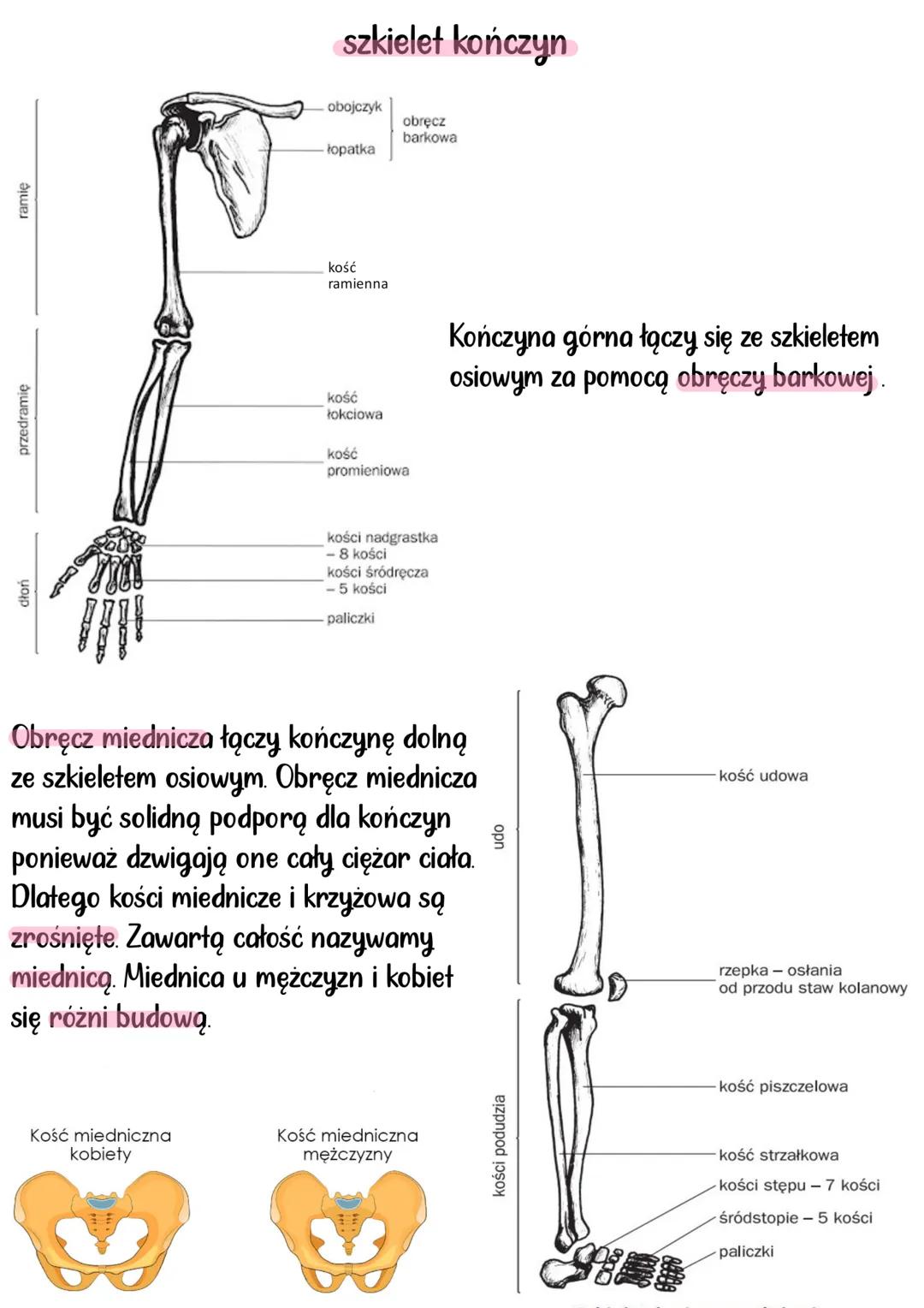 --- OCR Start ---
aparat RuCHU
Układy mięśniowy i szkieletowy, tworzą układ ruchu. Układ szkieletowy
stanowi bierną część, a układ mięśniowy