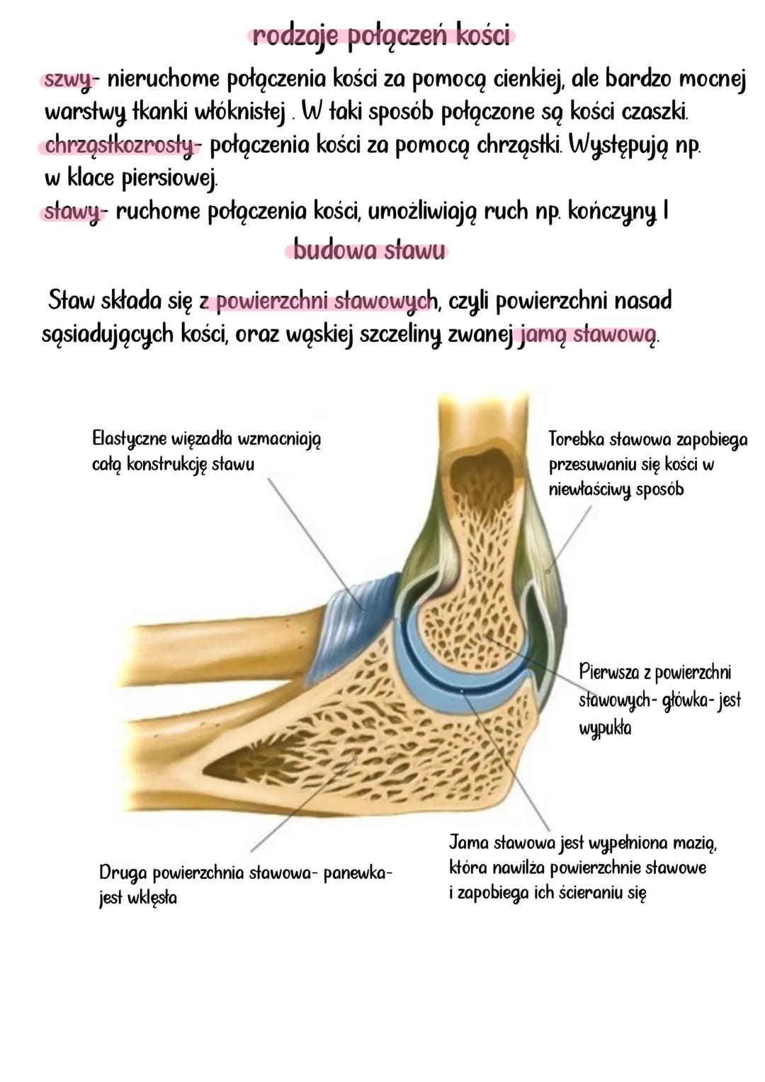 --- OCR Start ---
aparat RuCHU
Układy mięśniowy i szkieletowy, tworzą układ ruchu. Układ szkieletowy
stanowi bierną część, a układ mięśniowy