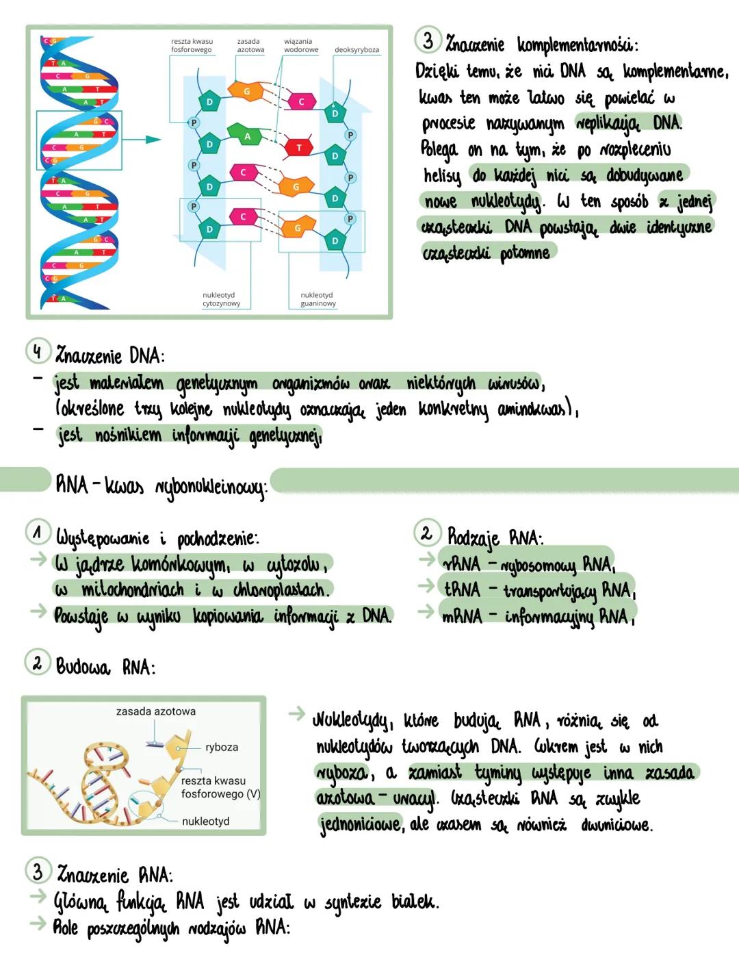 # Kevagy nukleinowe
Rodzaje kwasów nukleinowych:
→W komórkach występują dwa rodzaje kwasów nukleinowych:
- DNA - kwas dedksyrybonukleinowy