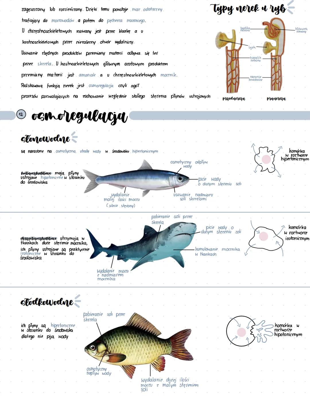 # pierwotnie wodne
# zmiennocieplne
płetwy brzuszne
piersiowe, ogonowa
grzebietowa, odbytowa
# ryby
silnie umięśniony
ogon
wrzecionowaty
hsz