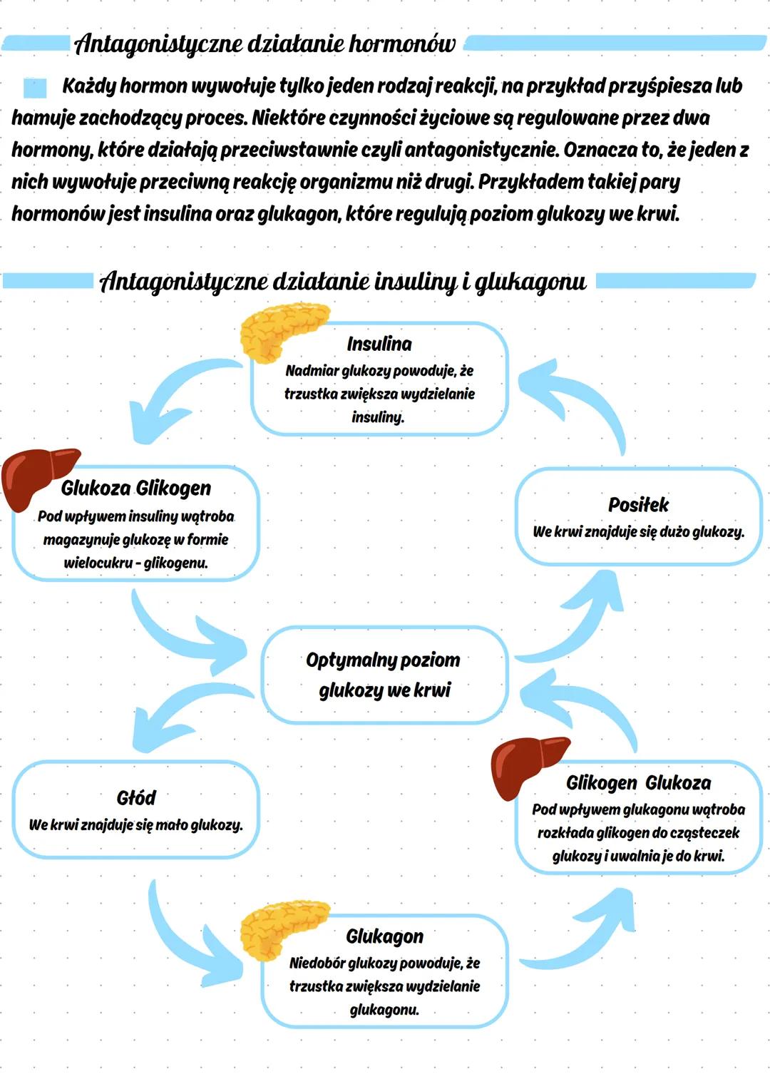 --- OCR Start ---
Budowa i funkcjonowanie układu hormonalnego
Główną funkcją układu hormonalnego jest przekazywanie informacji określonym
ko