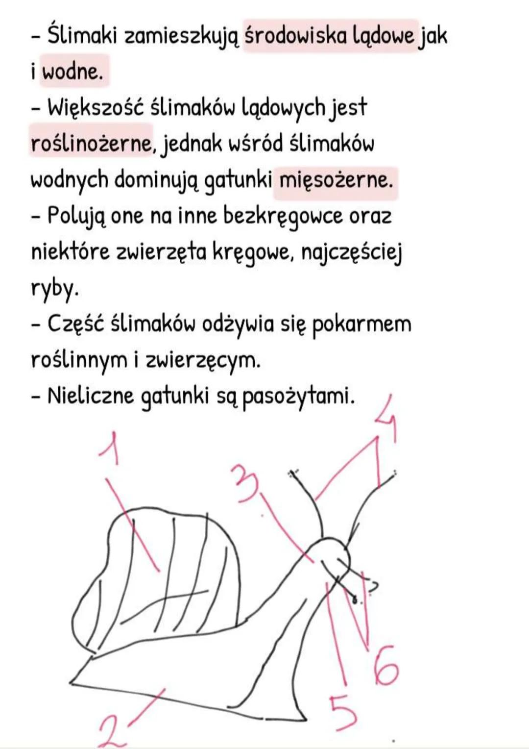 --- OCR Start ---
Mięczaki - zwierzęta, które
mają muszlę
Gdzie żyją i jak wygladają?
- Większość żyje w wodzie słonej, rzadziej
słodkiej,
-
