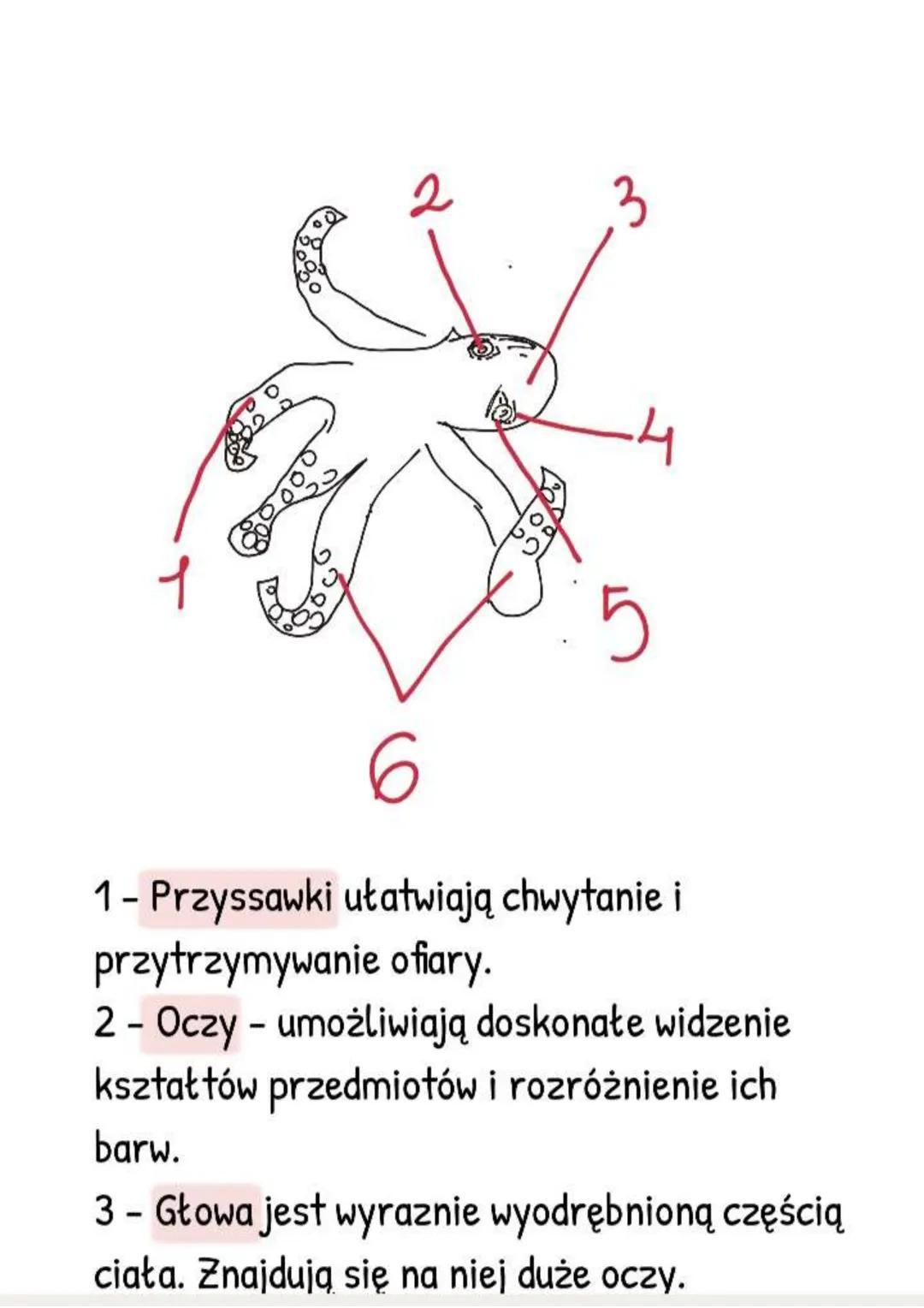 --- OCR Start ---
Mięczaki - zwierzęta, które
mają muszlę
Gdzie żyją i jak wygladają?
- Większość żyje w wodzie słonej, rzadziej
słodkiej,
-