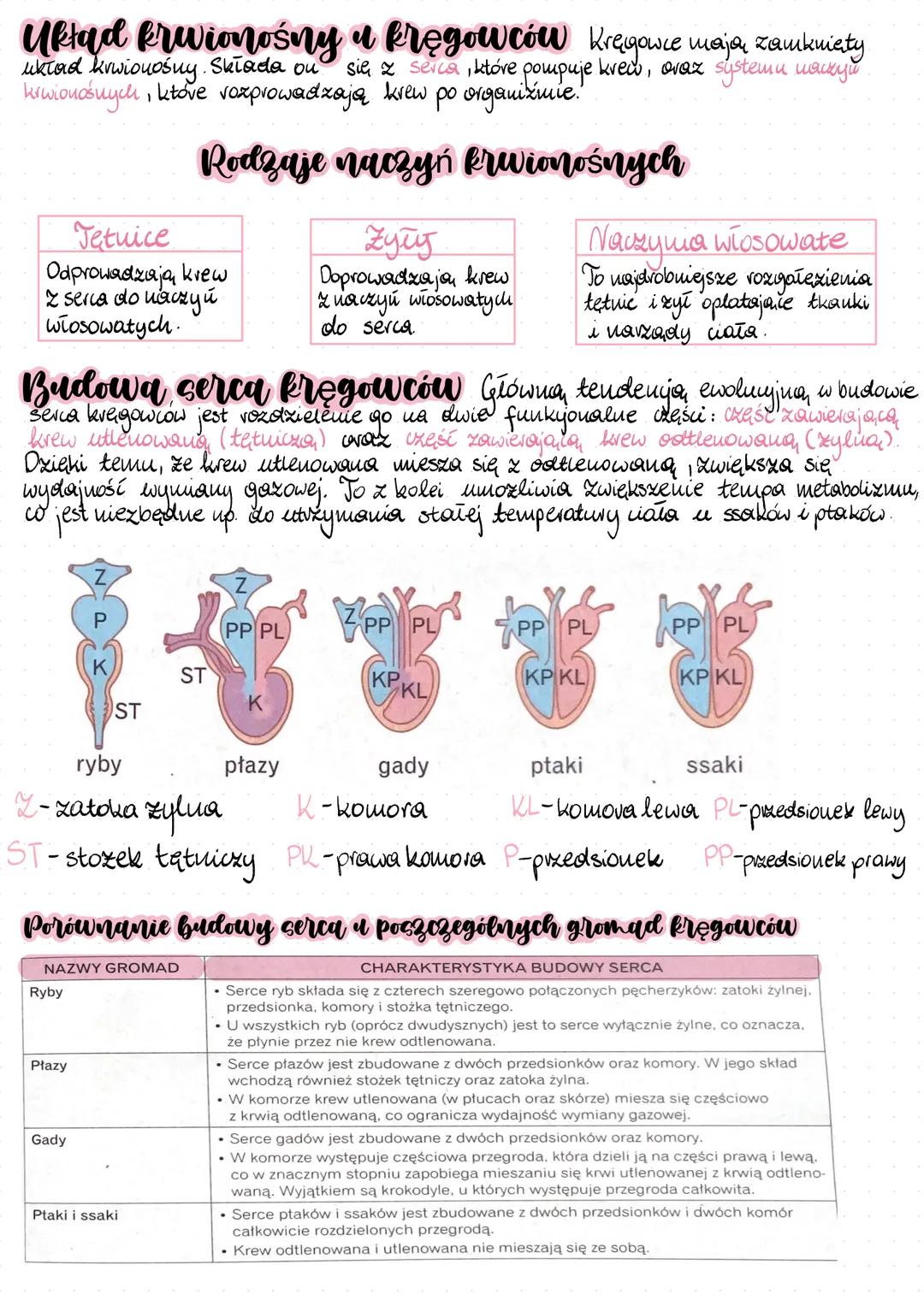--- OCR Start ---
Układ krążenia i zwierząt
Układ krwionośny.
-większość bezkręgowców,
wszystkie kręgowce,
-składa się z serca oraz
systemu