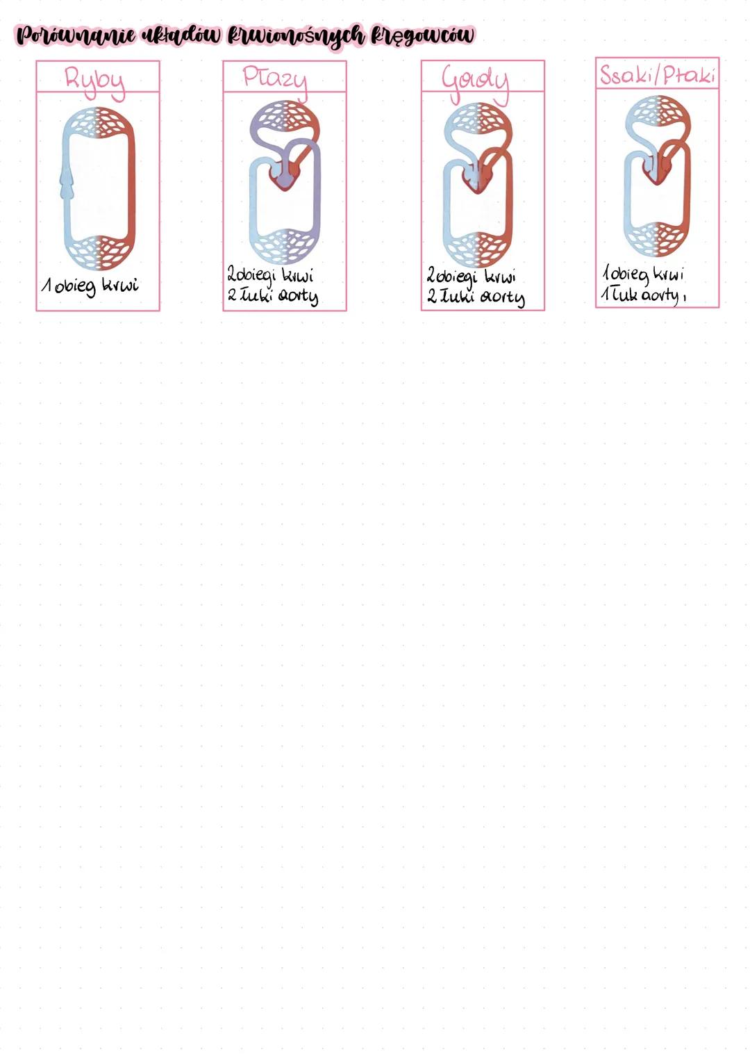 --- OCR Start ---
Układ krążenia i zwierząt
Układ krwionośny.
-większość bezkręgowców,
wszystkie kręgowce,
-składa się z serca oraz
systemu