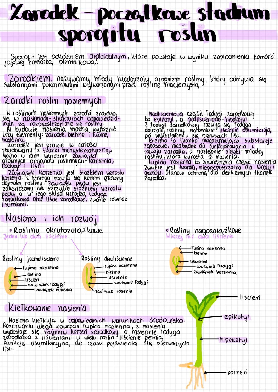 # Zarodek - początkowe stadium
# sporofitu roslin
Sporofit jest pokoleniem diploidalnym, które powstaje w wyniku zapłodnienia komórki
jajowe