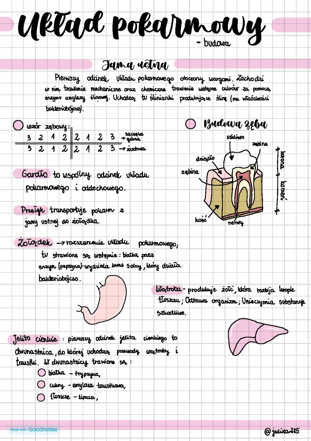 Budowa układu pokarmowego klasa 7 SP