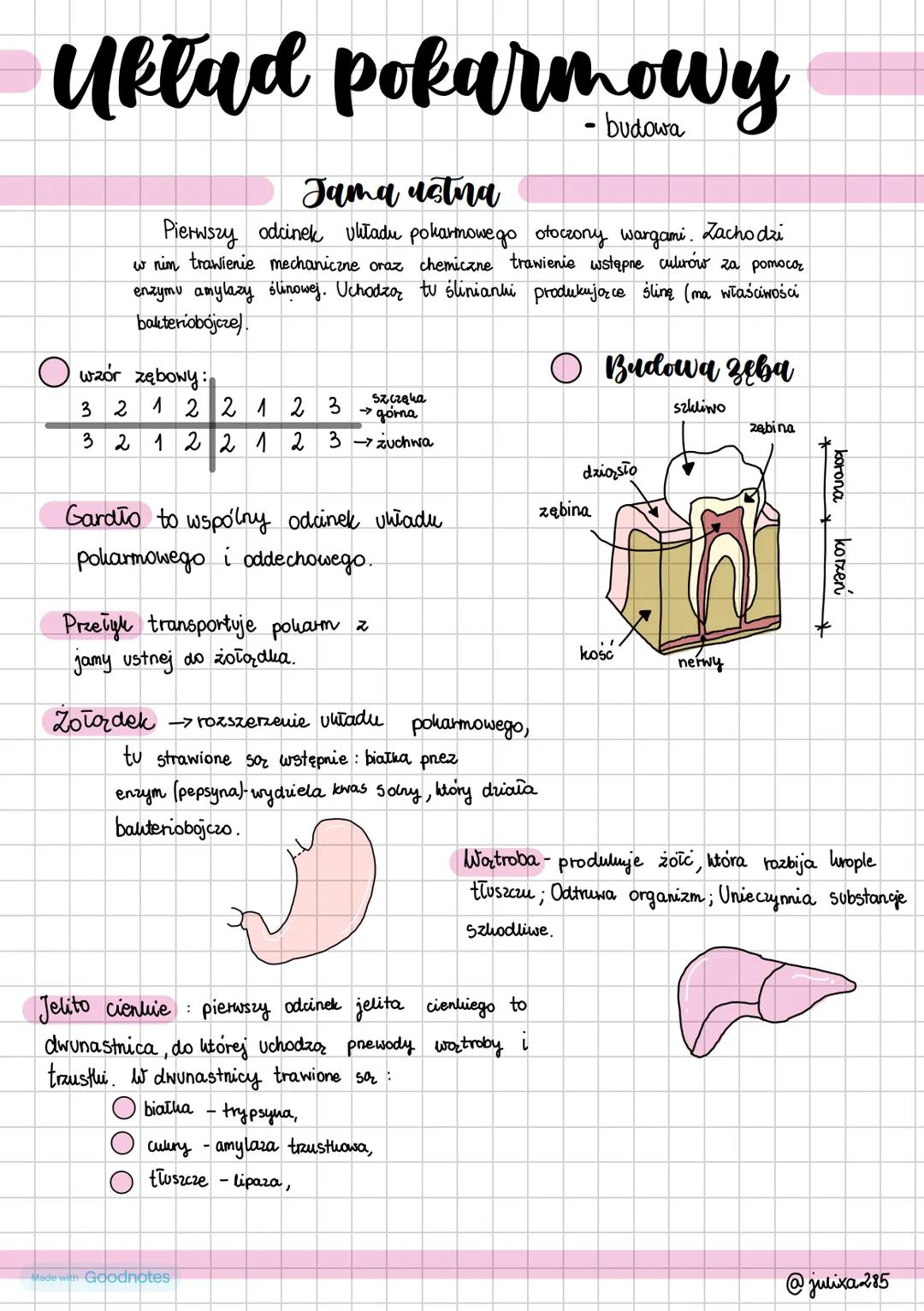 --- OCR Start ---
Układ pokarmowy
- budowa
Jama ustna
Pierwszy odcinek układu pokarmowego otoczony wargami. Zachodzi
w nim trawienie mechani