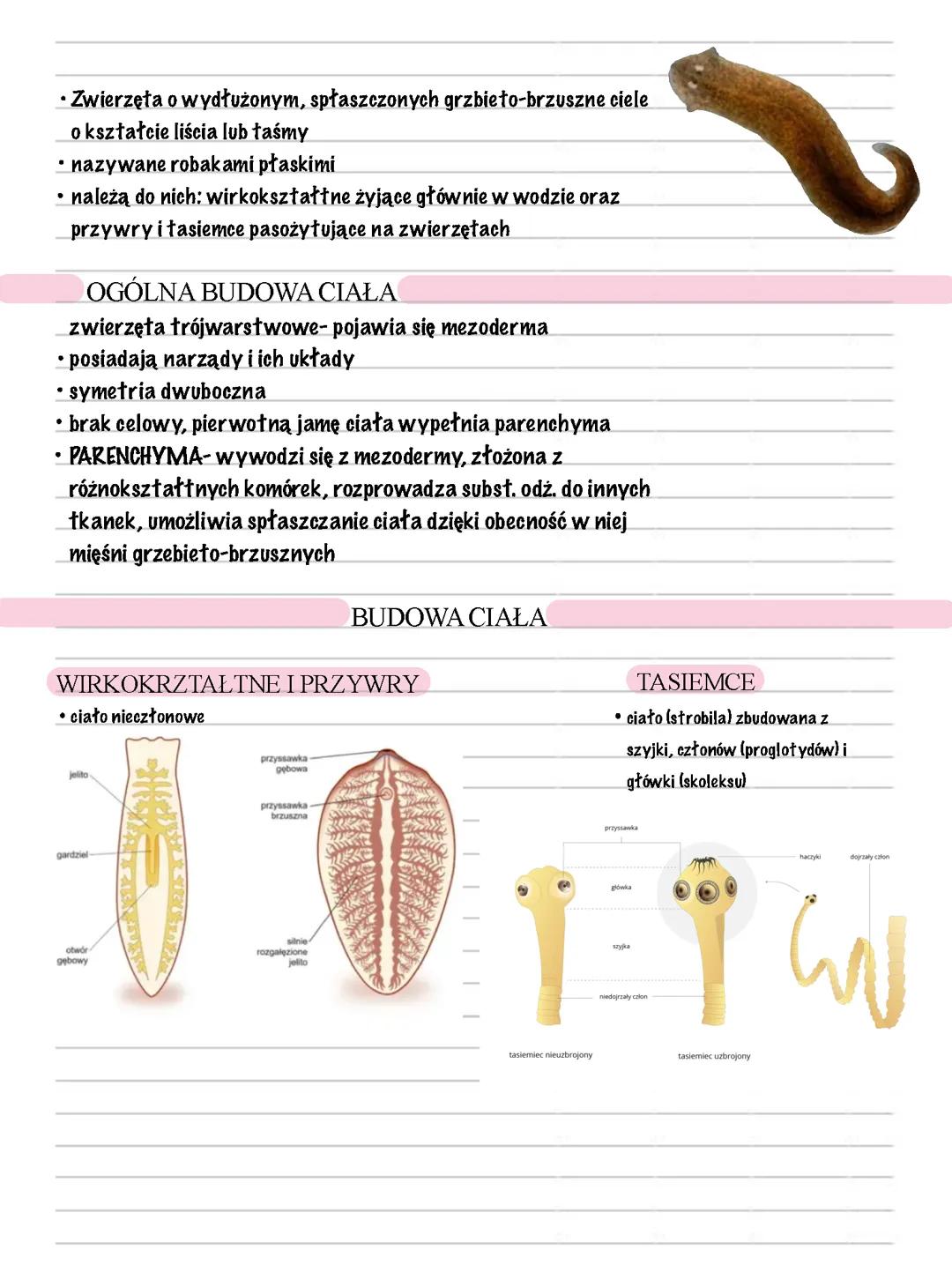 Płazińce - zwierzęta spłaszczone grzbieto-brzuszne