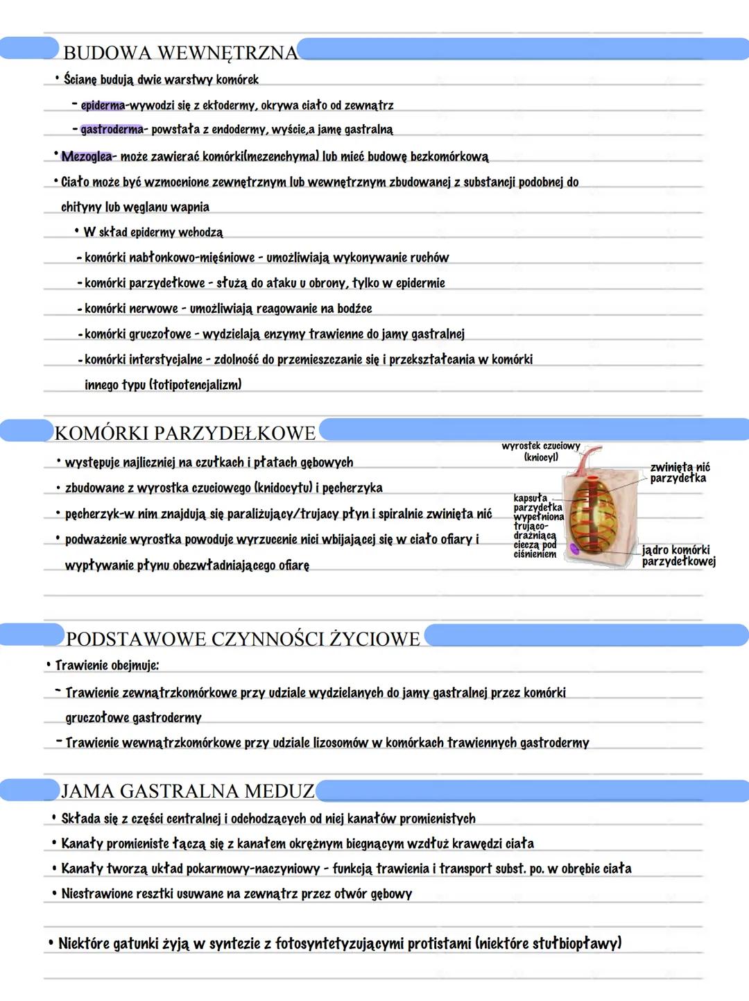 --- OCR Start ---
PARZYDEŁKOWCE
• Tkankowe zwierzęta dwuwarstwowe o promienistej symetrii ciała
• Posiadają komórki parzydełkowe-knidocysty