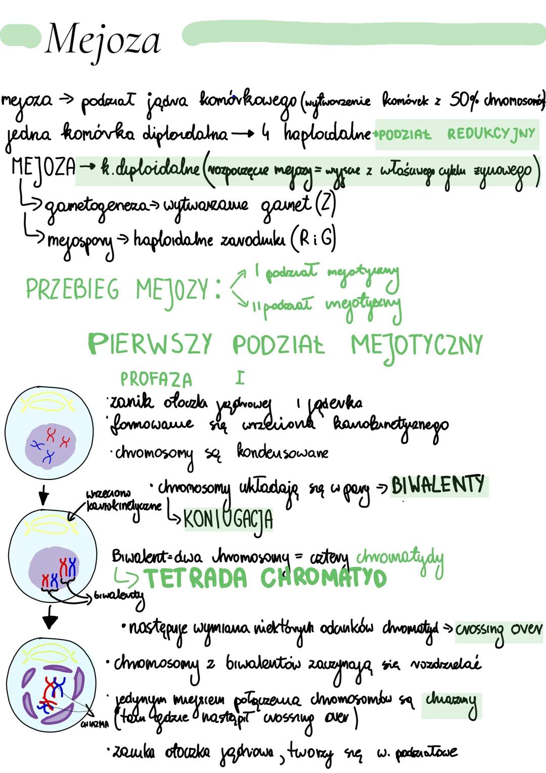 # Mejoza
mejoza podział jądva komórkowego (wytworzenie komórek z 50% chromosorná)
jedna komórka diptordatna 4 haploidalne PODZIAŁ REDUKCYJN