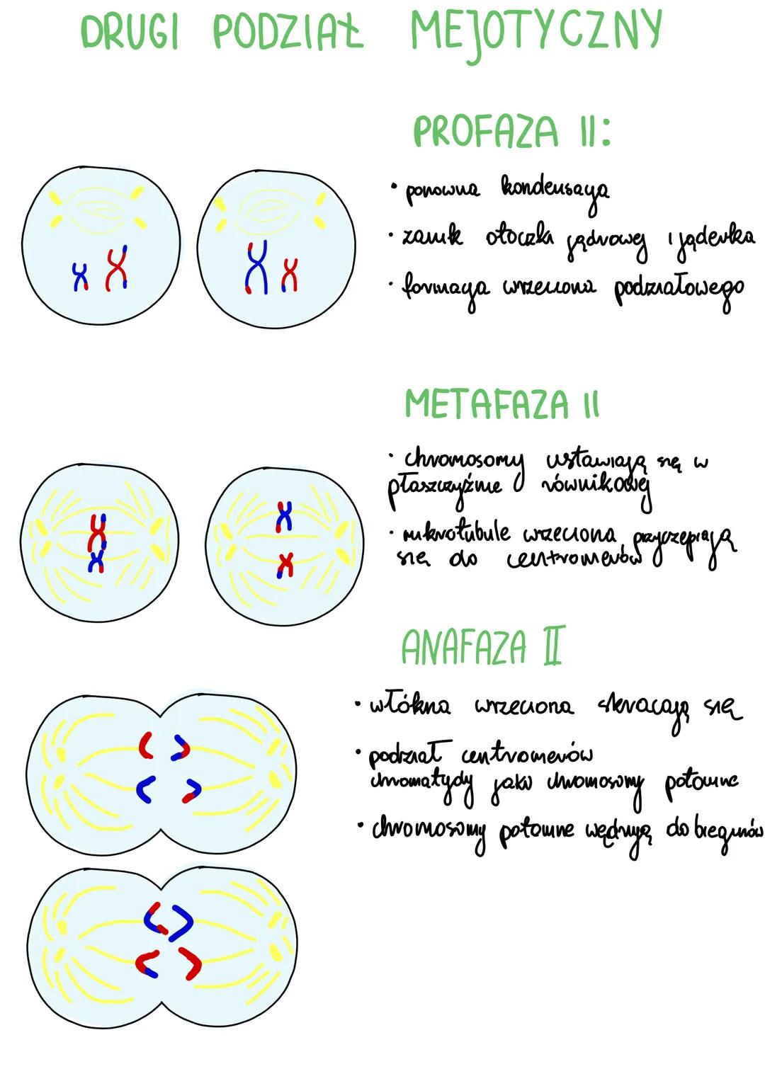 # Mejoza
mejoza podział jądva komórkowego (wytworzenie komórek z 50% chromosorná)
jedna komórka diptordatna 4 haploidalne PODZIAŁ REDUKCYJN