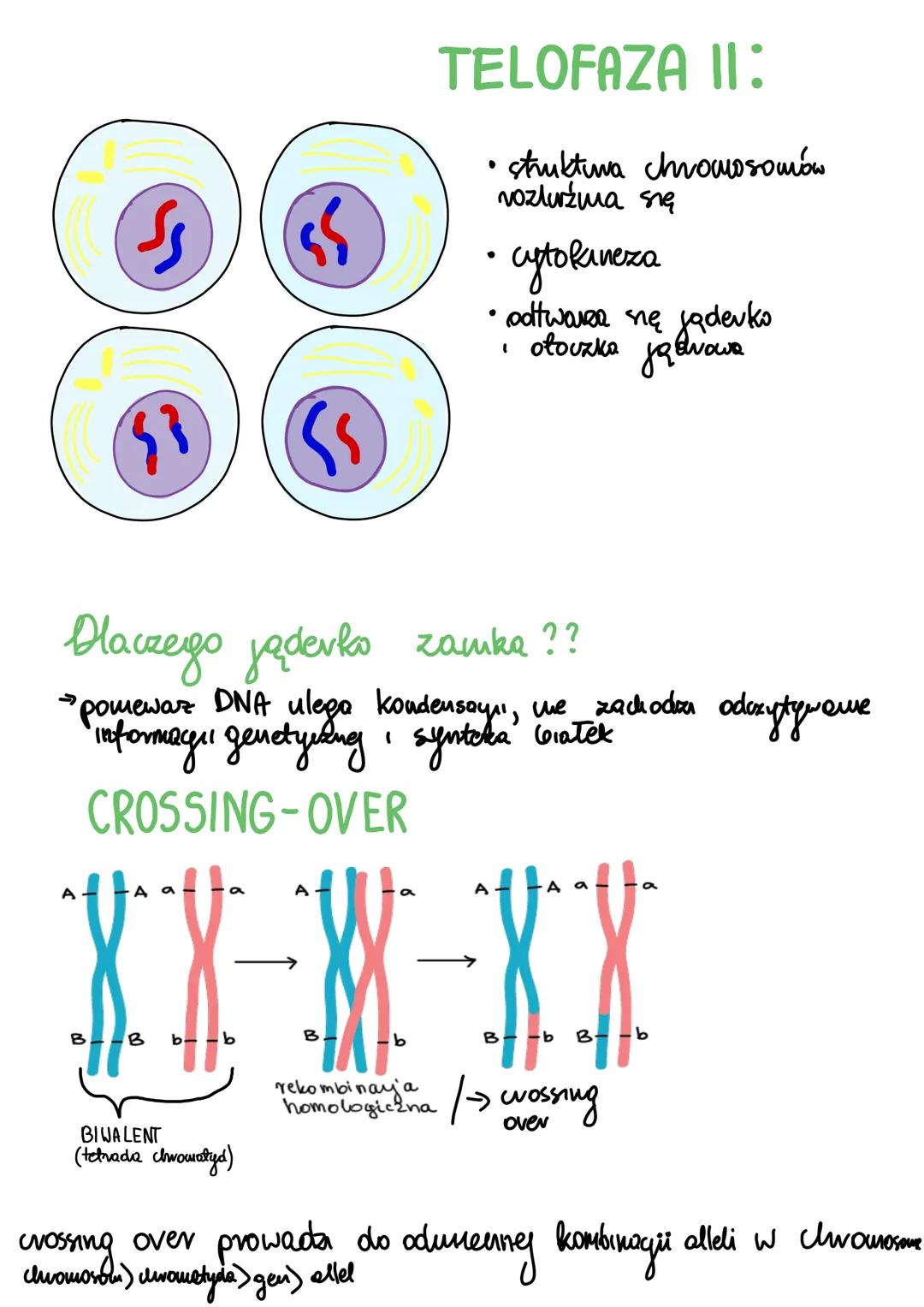 # Mejoza
mejoza podział jądva komórkowego (wytworzenie komórek z 50% chromosorná)
jedna komórka diptordatna 4 haploidalne PODZIAŁ REDUKCYJN