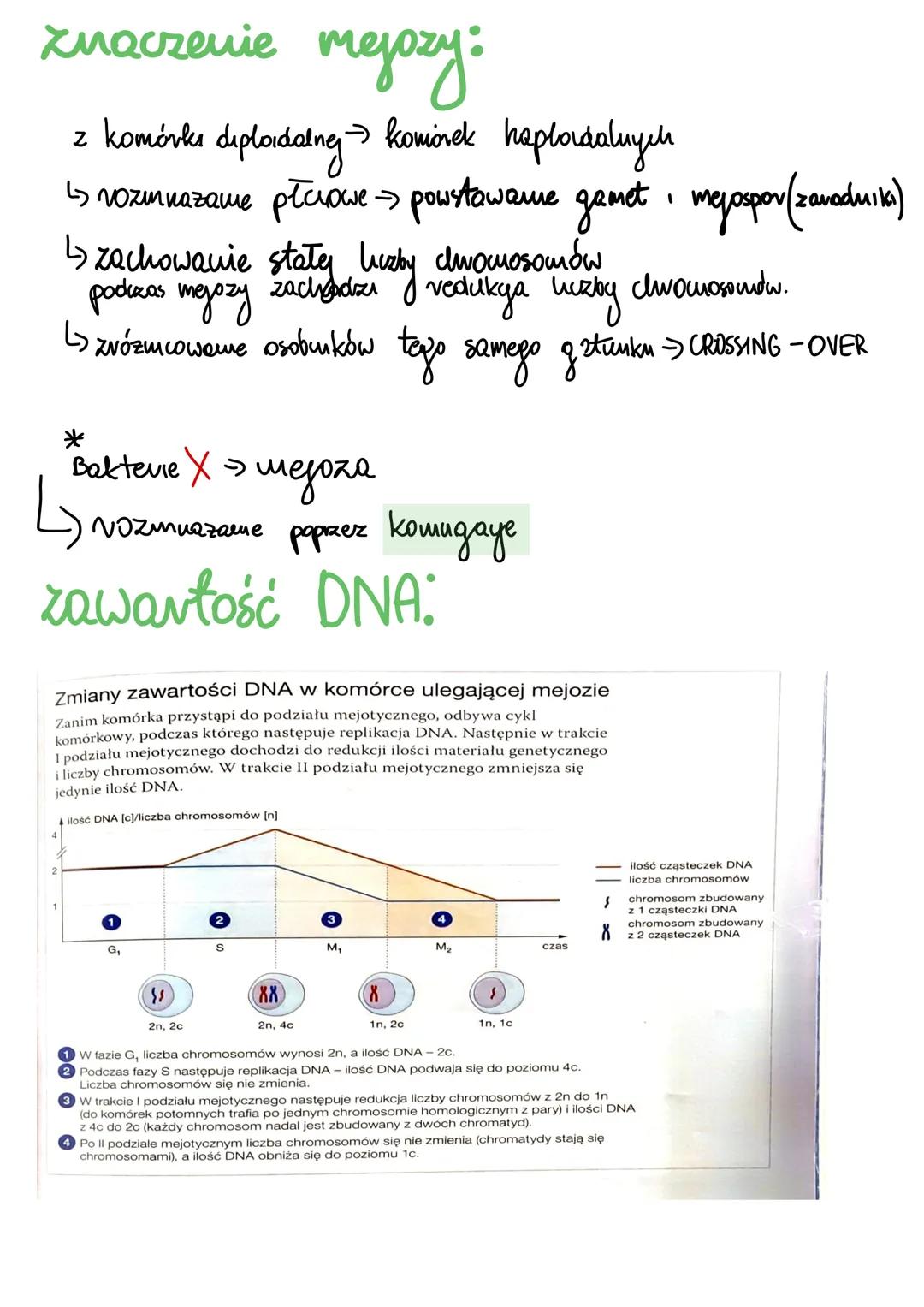 # Mejoza
mejoza podział jądva komórkowego (wytworzenie komórek z 50% chromosorná)
jedna komórka diptordatna 4 haploidalne PODZIAŁ REDUKCYJN