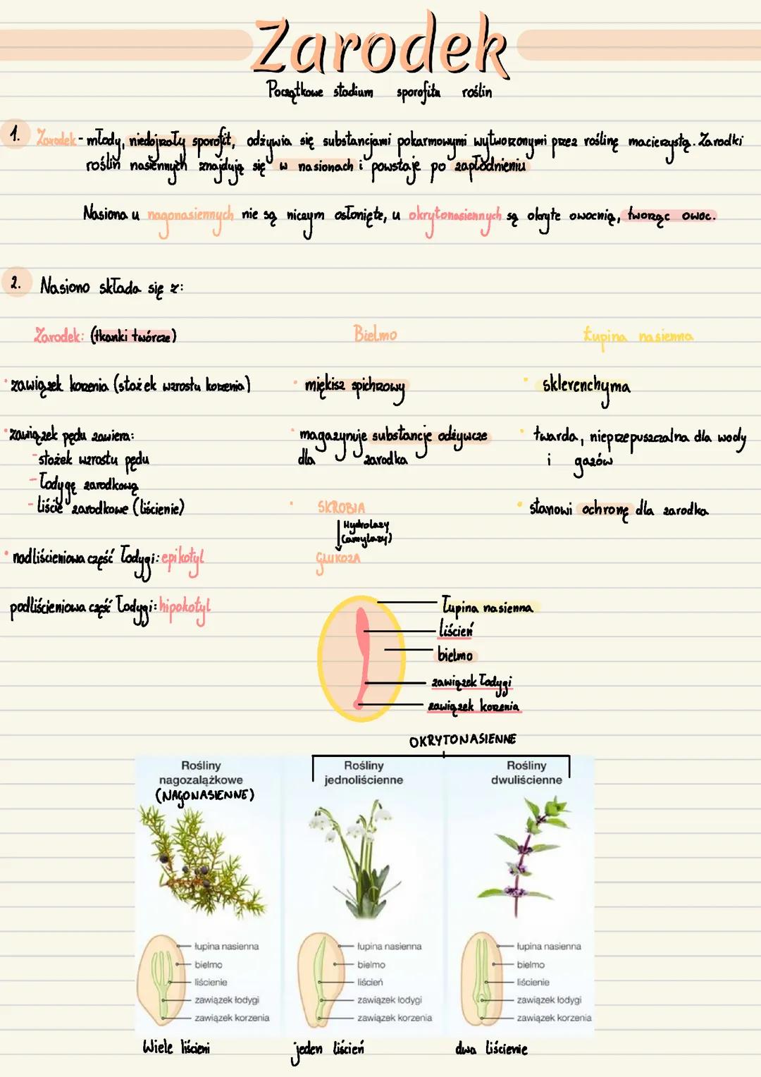 Organy wegetatywne rośliny (zarodek, korzeń, łodyga, liść)