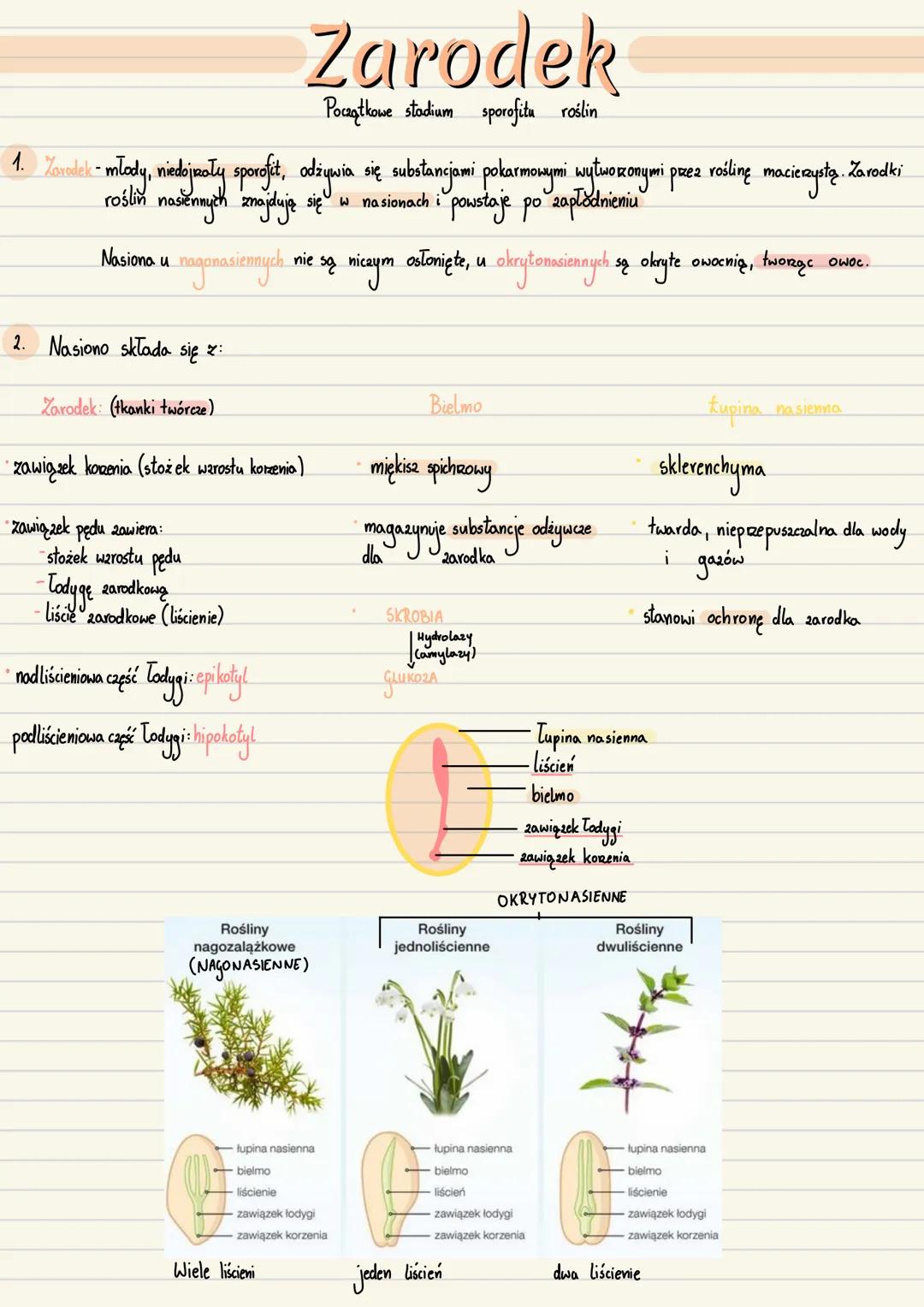 --- OCR Start ---
Zarodek
Początkowe stadium sporofitu roślin
1. Zavalak-młody, niedojnały sporofit, odżywia się substancjami pokarmowymi wy