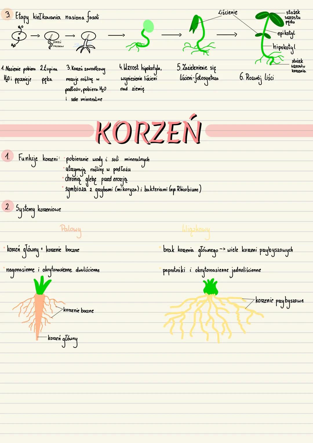 --- OCR Start ---
Zarodek
Początkowe stadium sporofitu roślin
1. Zavalak-młody, niedojnały sporofit, odżywia się substancjami pokarmowymi wy