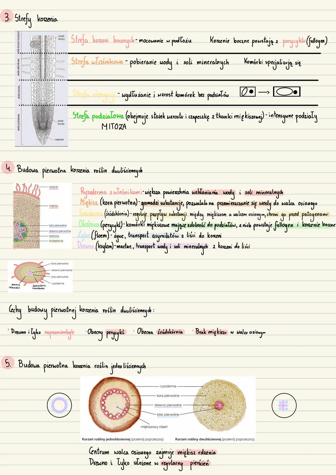 --- OCR Start ---
Zarodek
Początkowe stadium sporofitu roślin
1. Zavalak-młody, niedojnały sporofit, odżywia się substancjami pokarmowymi wy