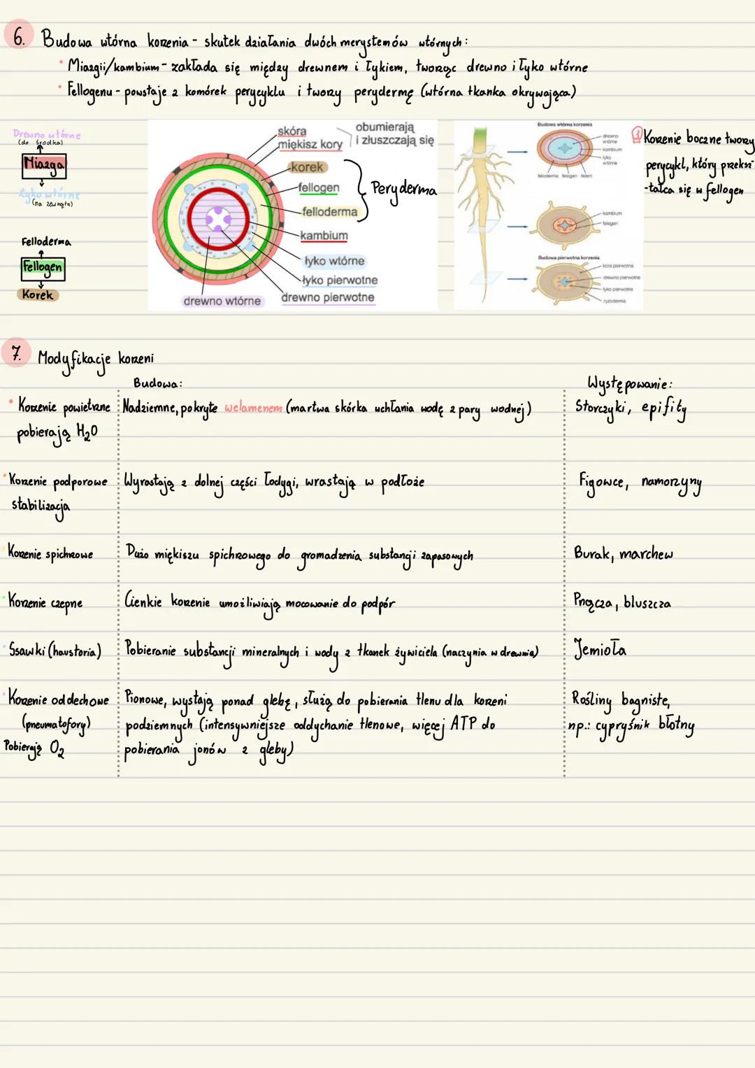 --- OCR Start ---
Zarodek
Początkowe stadium sporofitu roślin
1. Zavalak-młody, niedojnały sporofit, odżywia się substancjami pokarmowymi wy