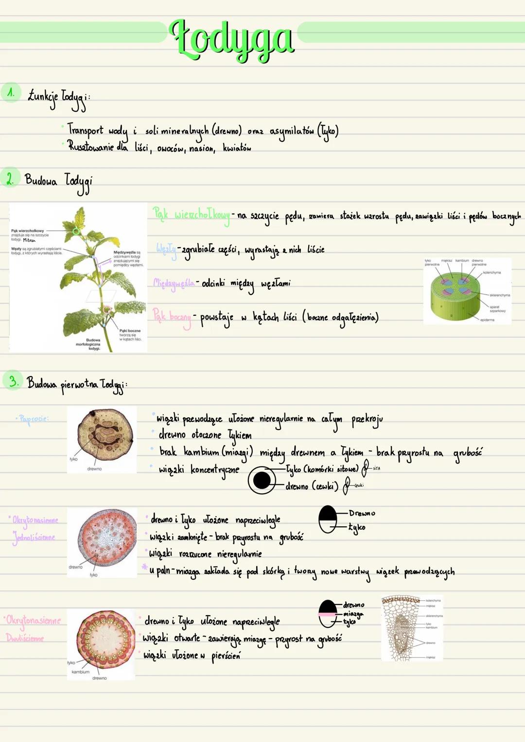 --- OCR Start ---
Zarodek
Początkowe stadium sporofitu roślin
1. Zavalak-młody, niedojnały sporofit, odżywia się substancjami pokarmowymi wy